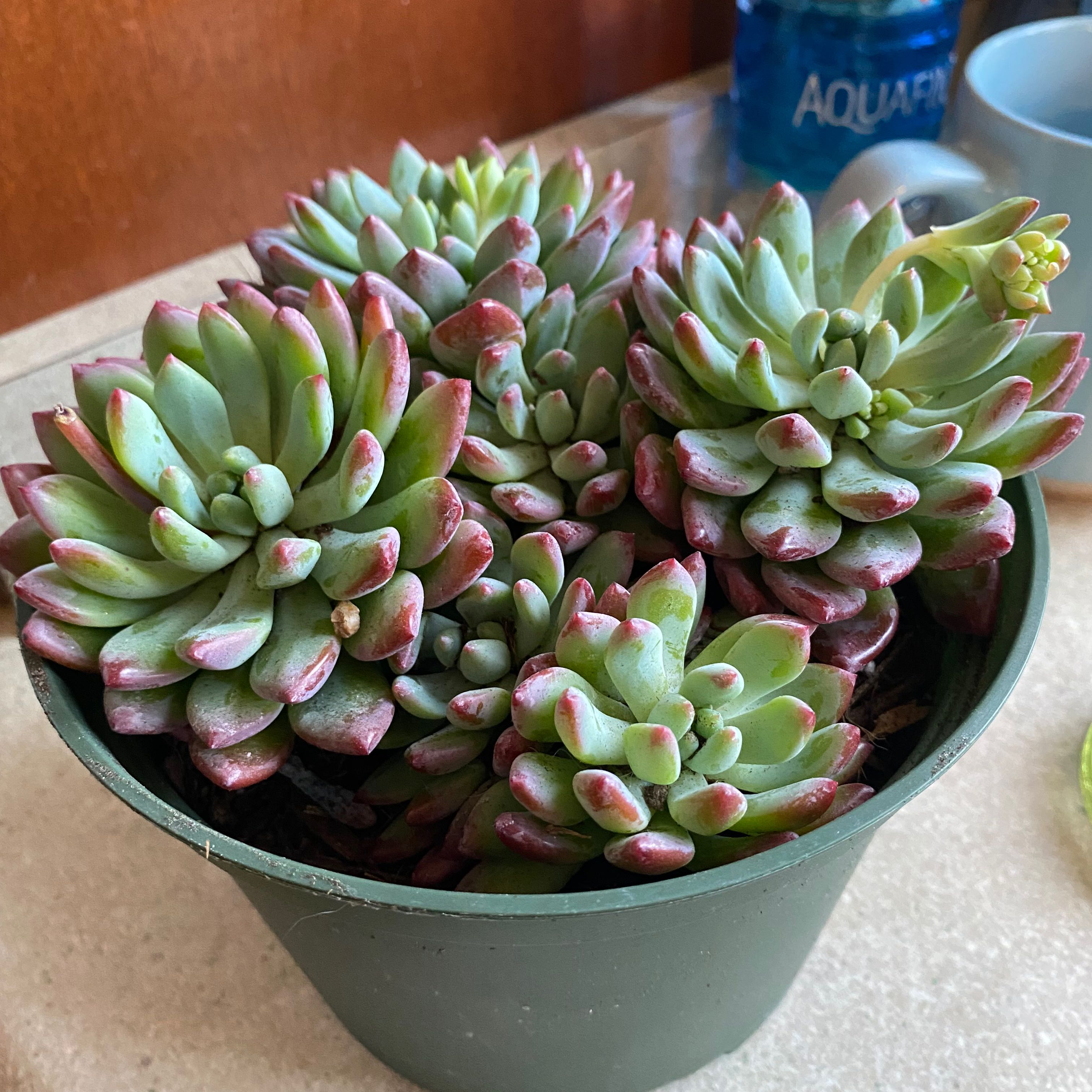 Healthy Sedeveria 'Blue Elf' succulent plant in a pot with vibrant green and red leaves.