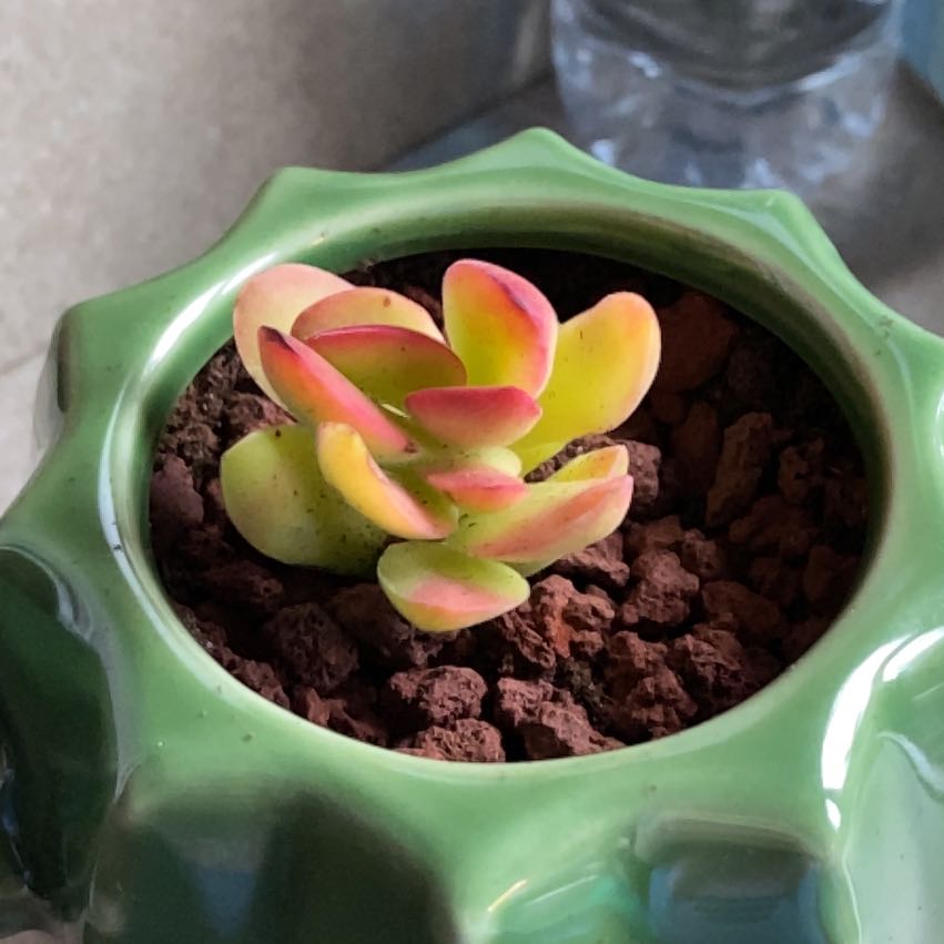 Golden Jade plant in a green pot with well-draining soil.