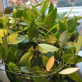 Photo of the plant species Hoya 'Memoria' by @AffableCocoplum named Memoria on Greg, the plant care app