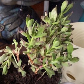 Photo of the plant species Golden Jade by @AffableCocoplum named Bardock on Greg, the plant care app