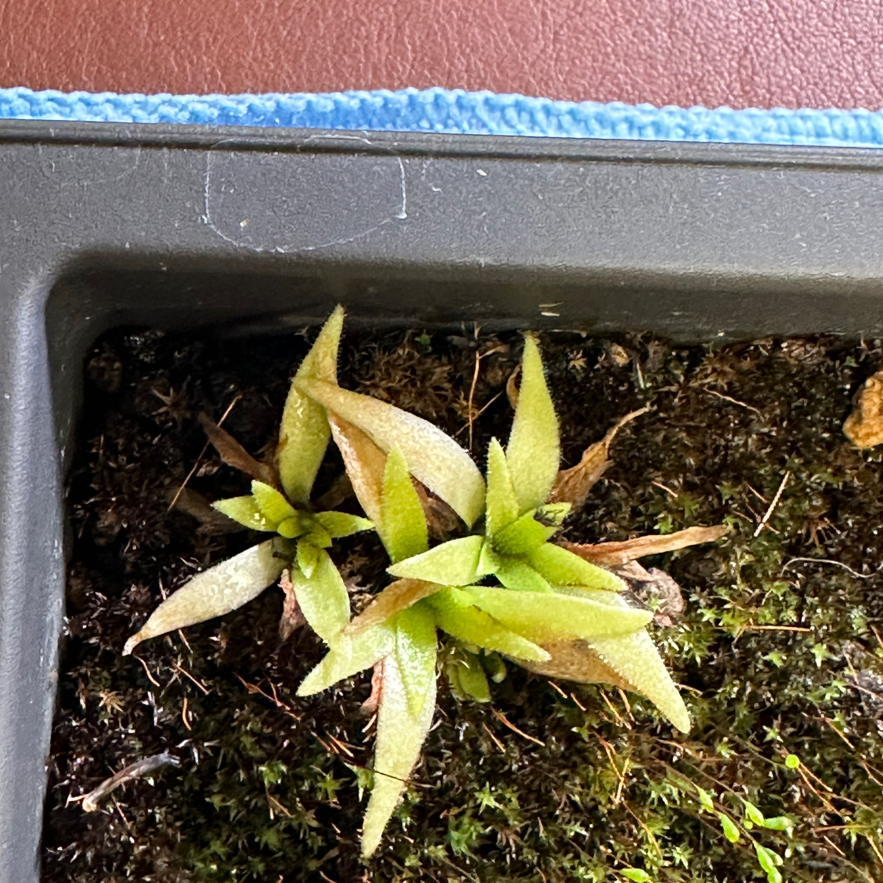Photo of the plant species mexican butterwort 'sleepy hedgehog' by @FastTallsedge named Kylie on Greg, the plant care app