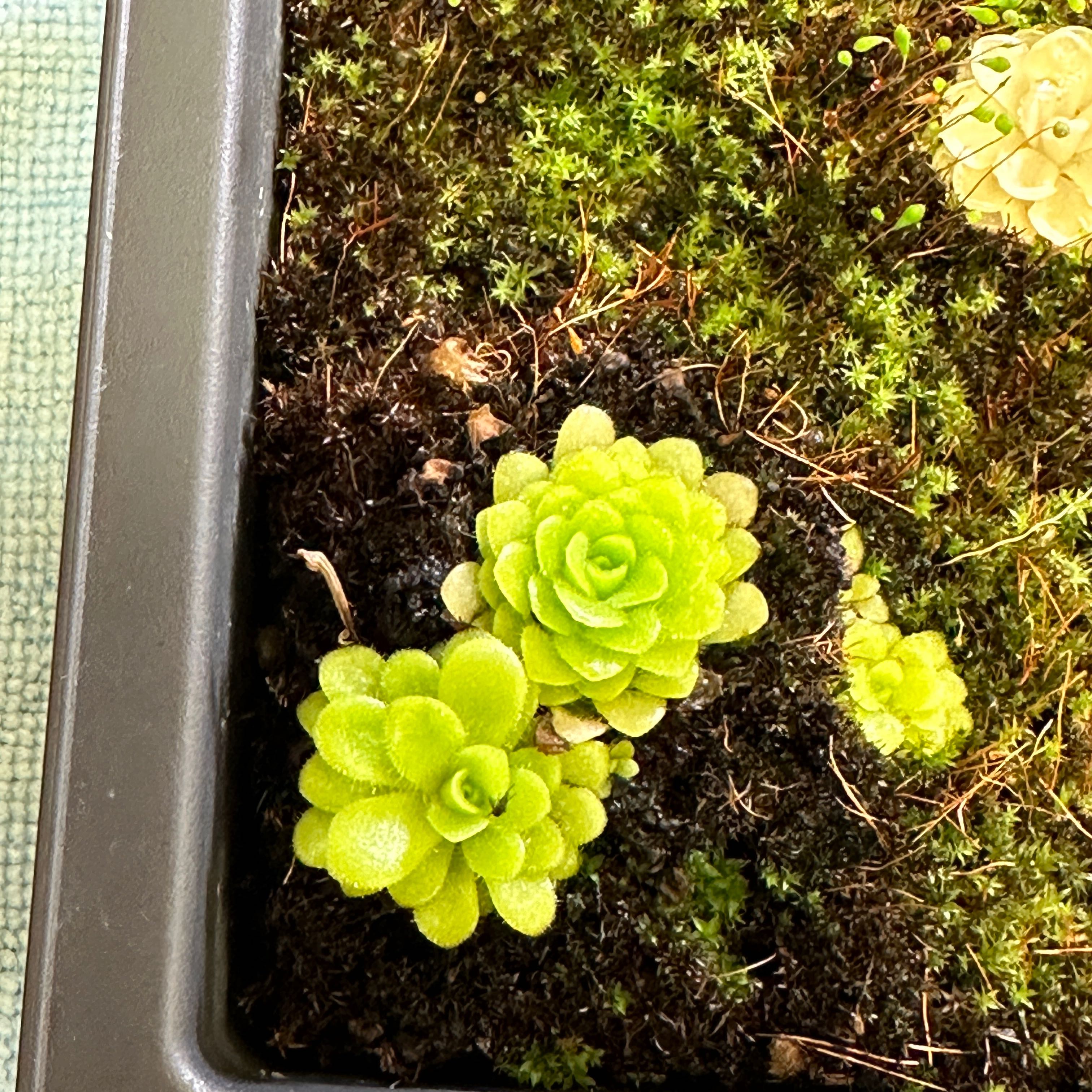 Photo of the plant species Bebop Lollipop Butterwort by @FastTallsedge named Morgan Treeman on Greg, the plant care app