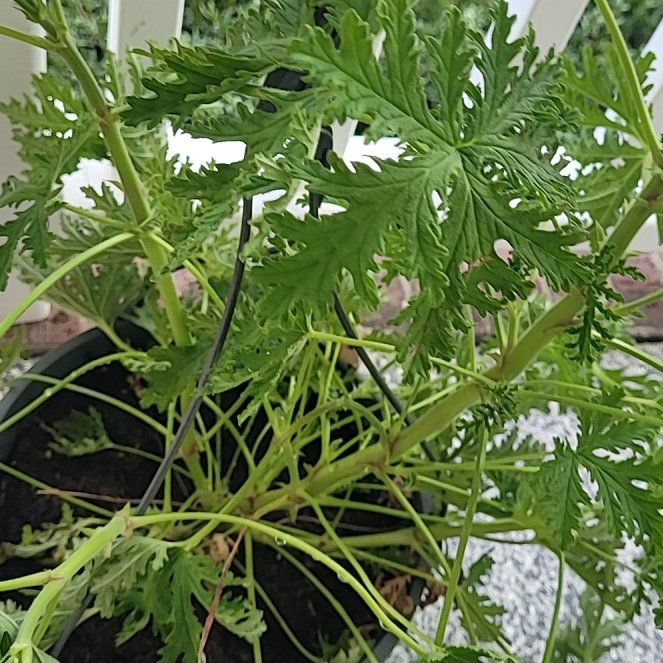Photo of the plant species Citronella mucronata by @GleefulRockweed named Mosquitoes on Greg, the plant care app