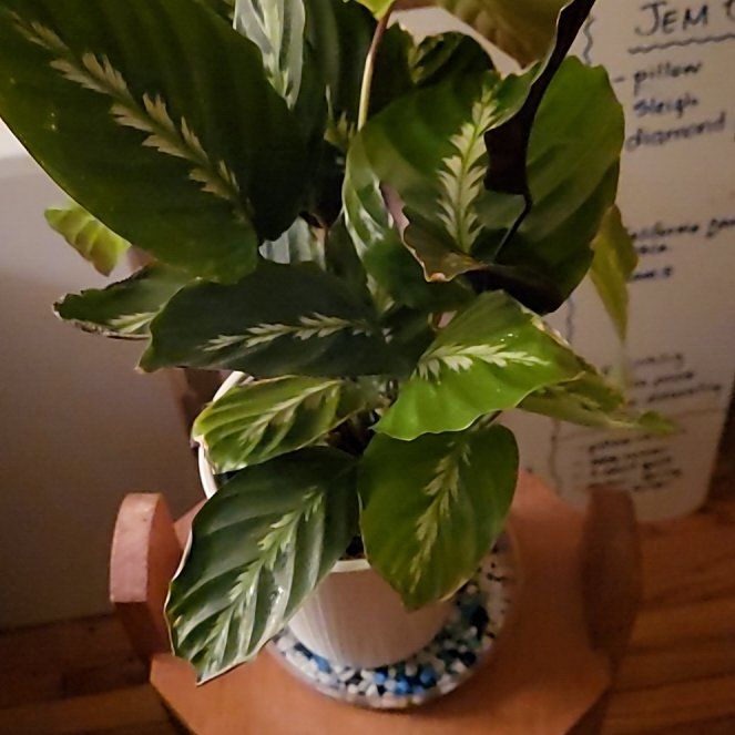 Photo of the plant species Feather Touch Calathea by @CalmTigerlily named Louisa on Greg, the plant care app