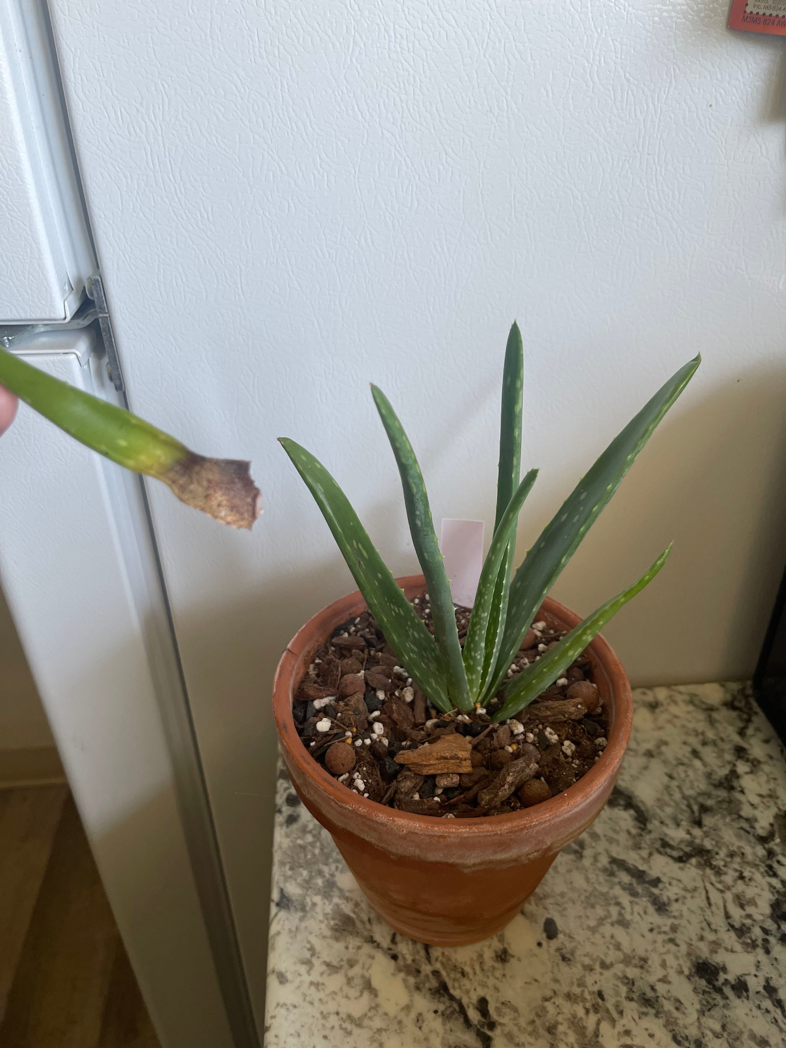 🌼 Why Your Golden Toothed Aloe Buds Won't Open