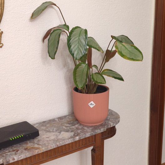 Photo of the plant species Calathea Royal Standard by @SupermanDuwei named Elle on Greg, the plant care app