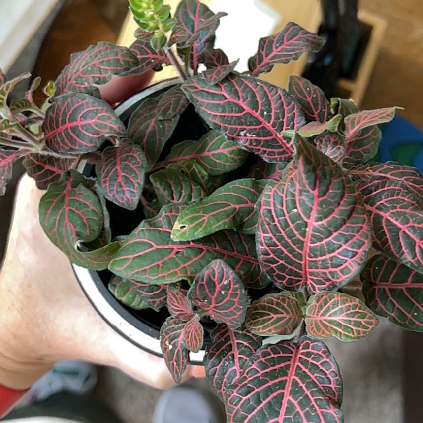 Pink Wave Nerve Plant with vibrant pink veins on dark green leaves, held by a hand.