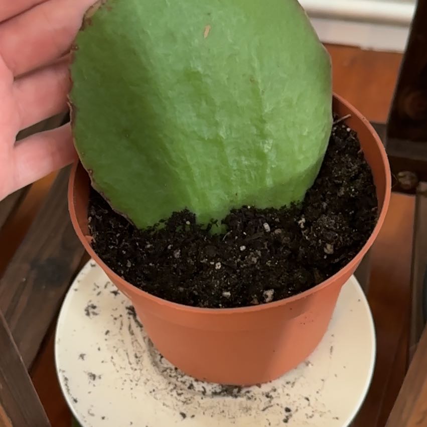 Photo of the plant species Walking Kalanchoe by @Trinity named Delilah on Greg, the plant care app
