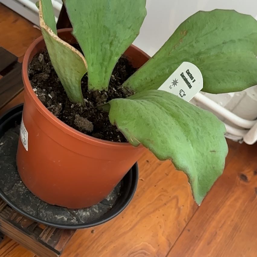 Photo of the plant species Walking Kalanchoe by @Trinity named Xena on Greg, the plant care app
