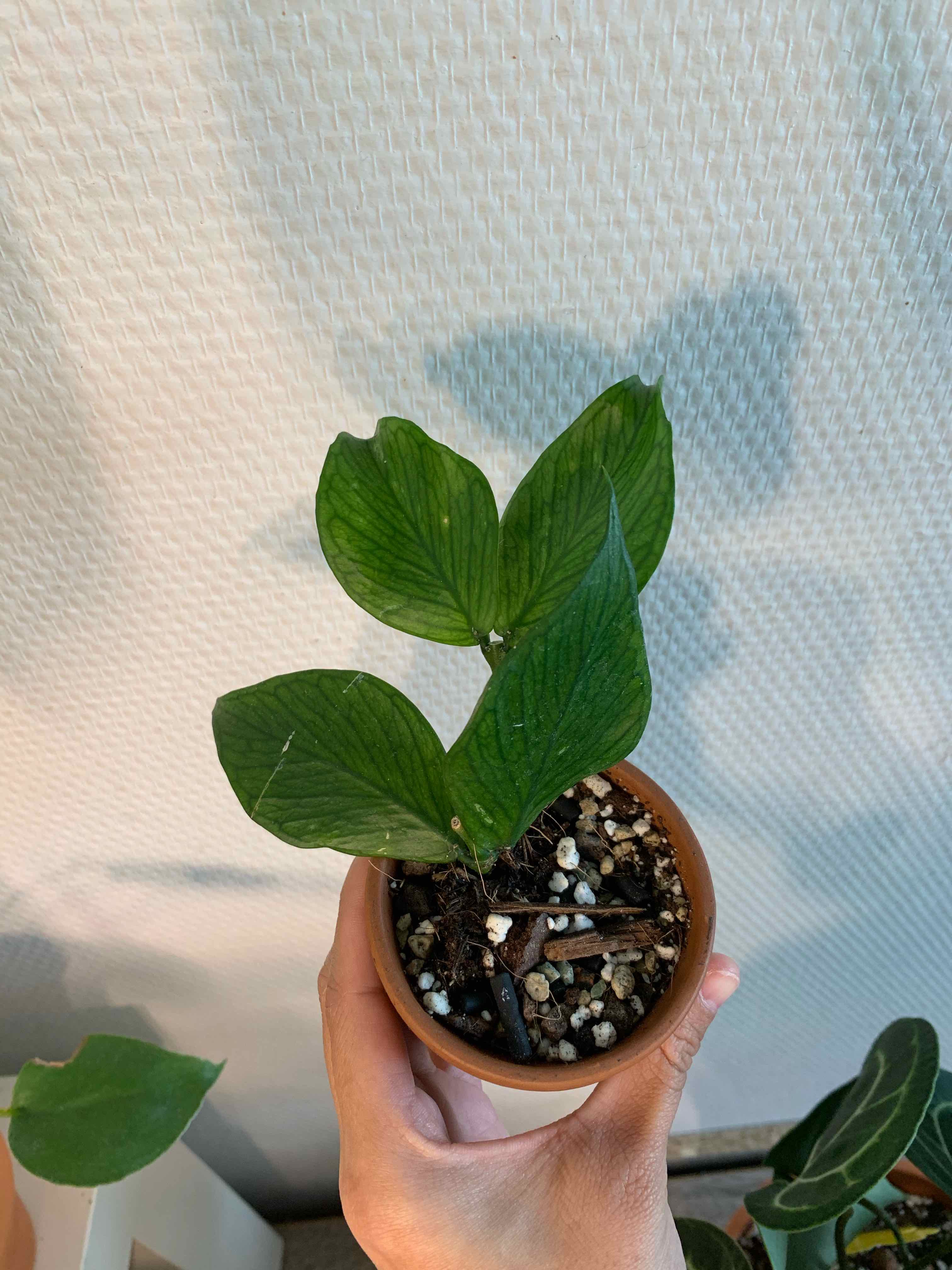 A Fishtail Hoya plant in a small pot, held by a hand, with healthy green leaves.