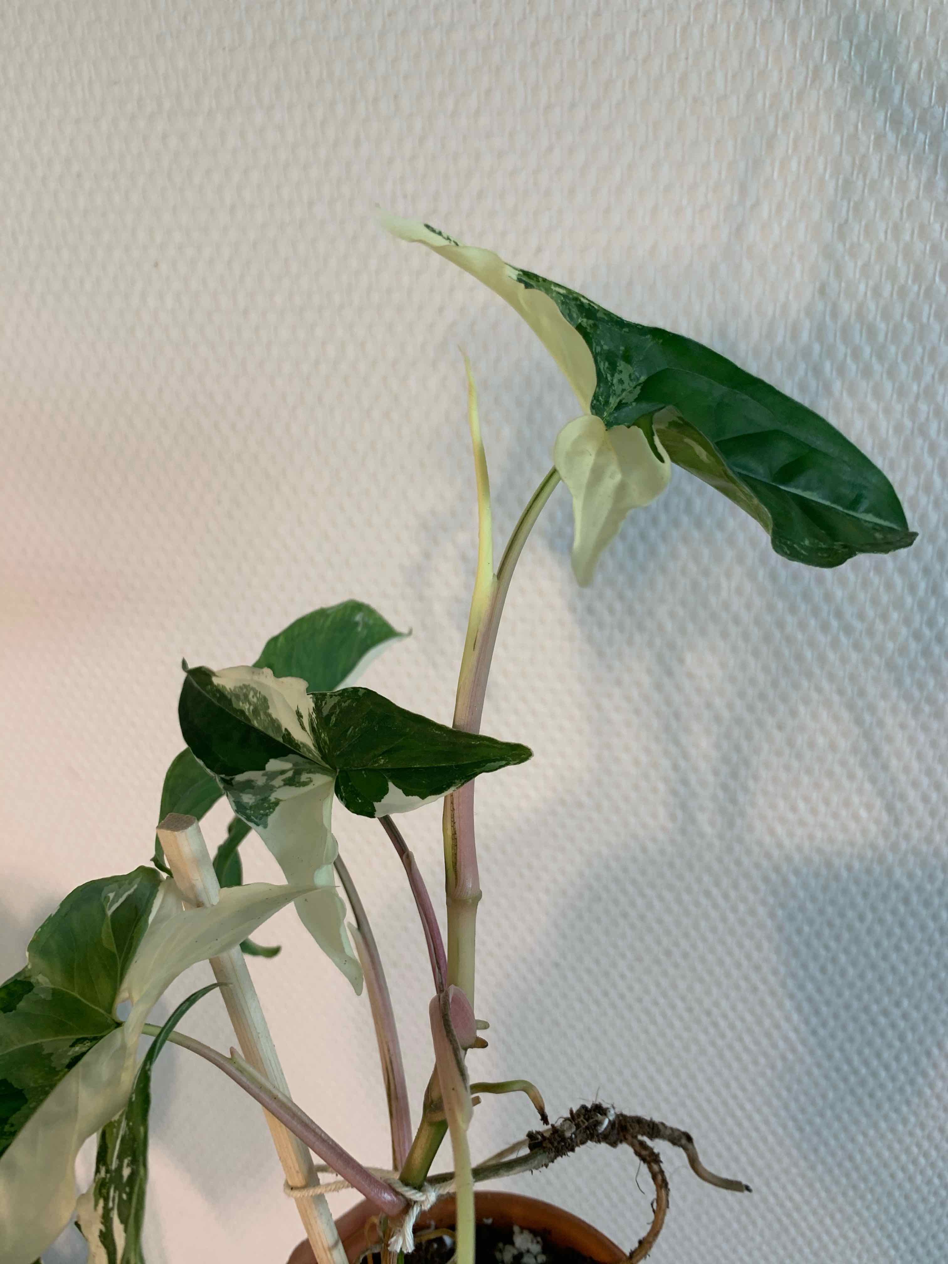 Variegated Arrowhead Vine with green and white leaves in a pot, visible soil.
