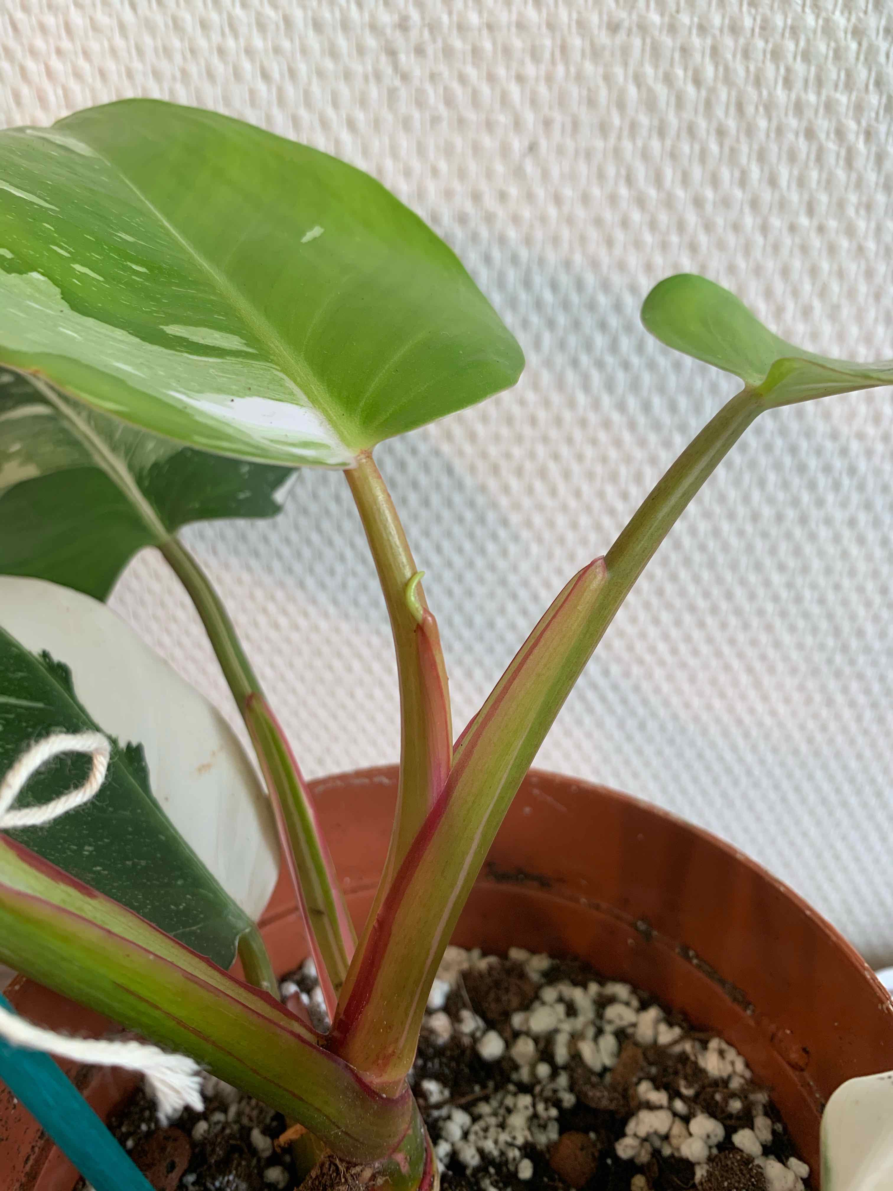 Philodendron 'White Princess' plant in a pot with visible soil and healthy green leaves.