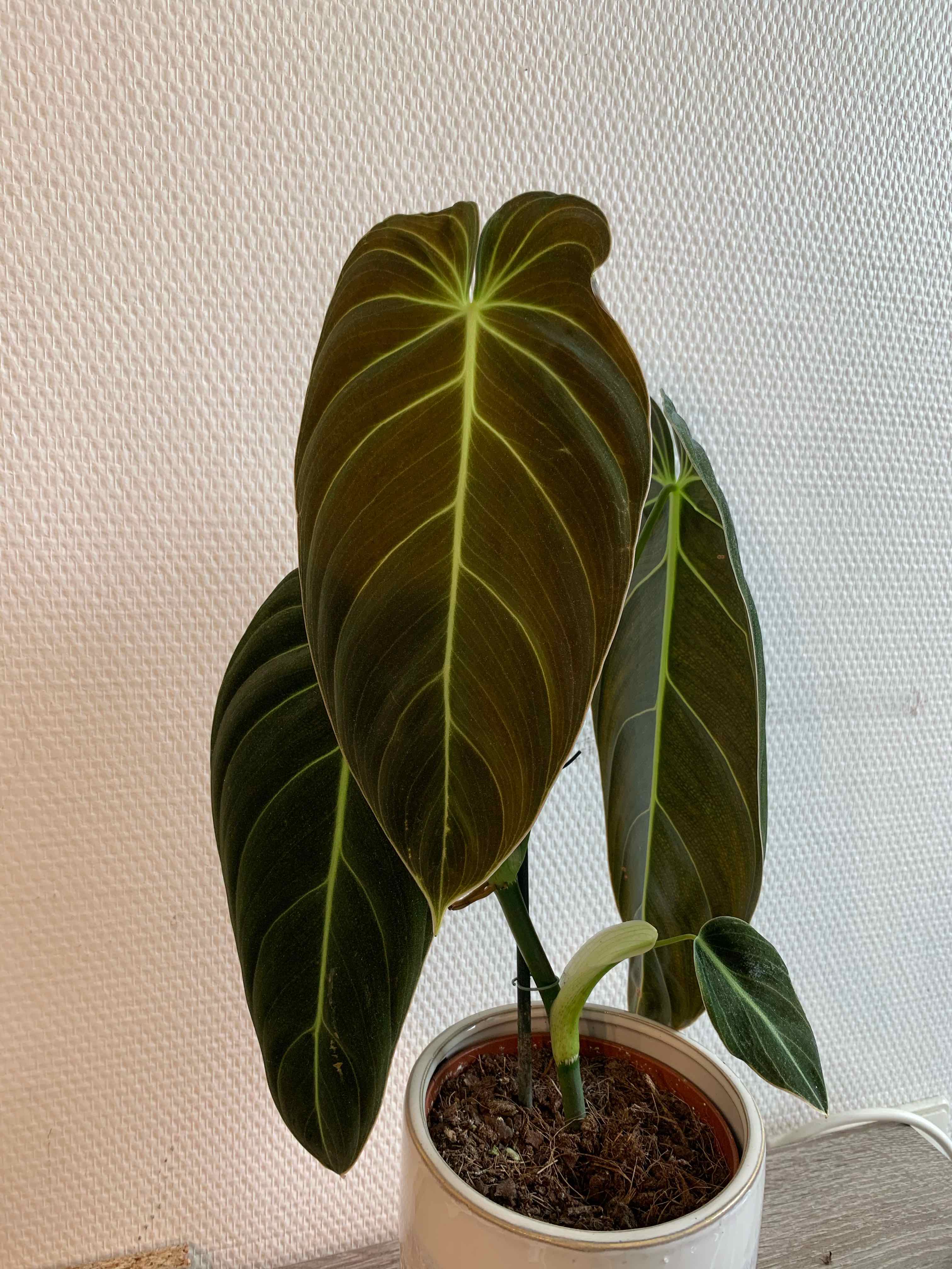 Black Gold Philodendron with large, dark green leaves and visible soil in a white pot.