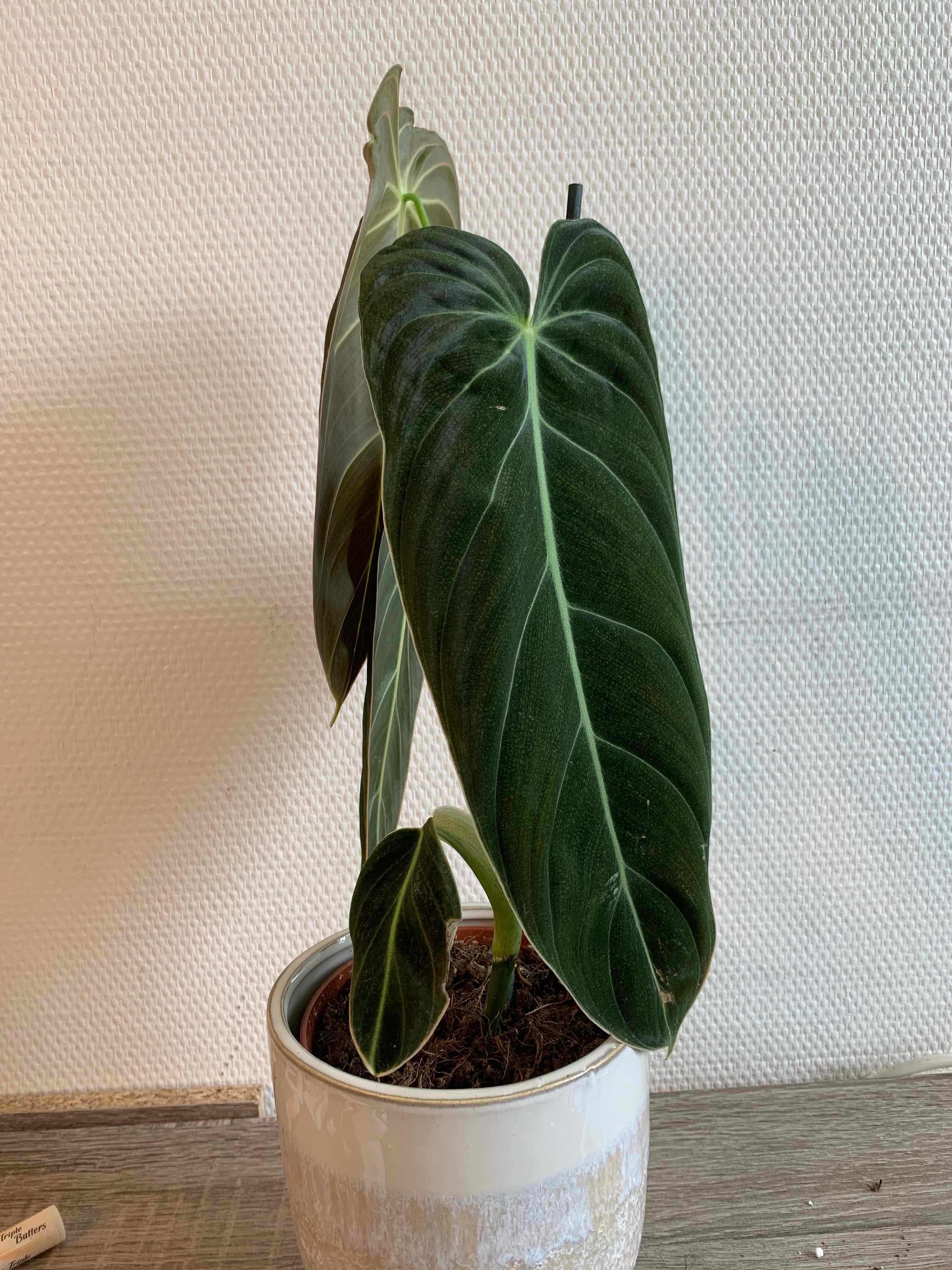 Black Gold Philodendron plant in a white pot with large, dark green leaves.