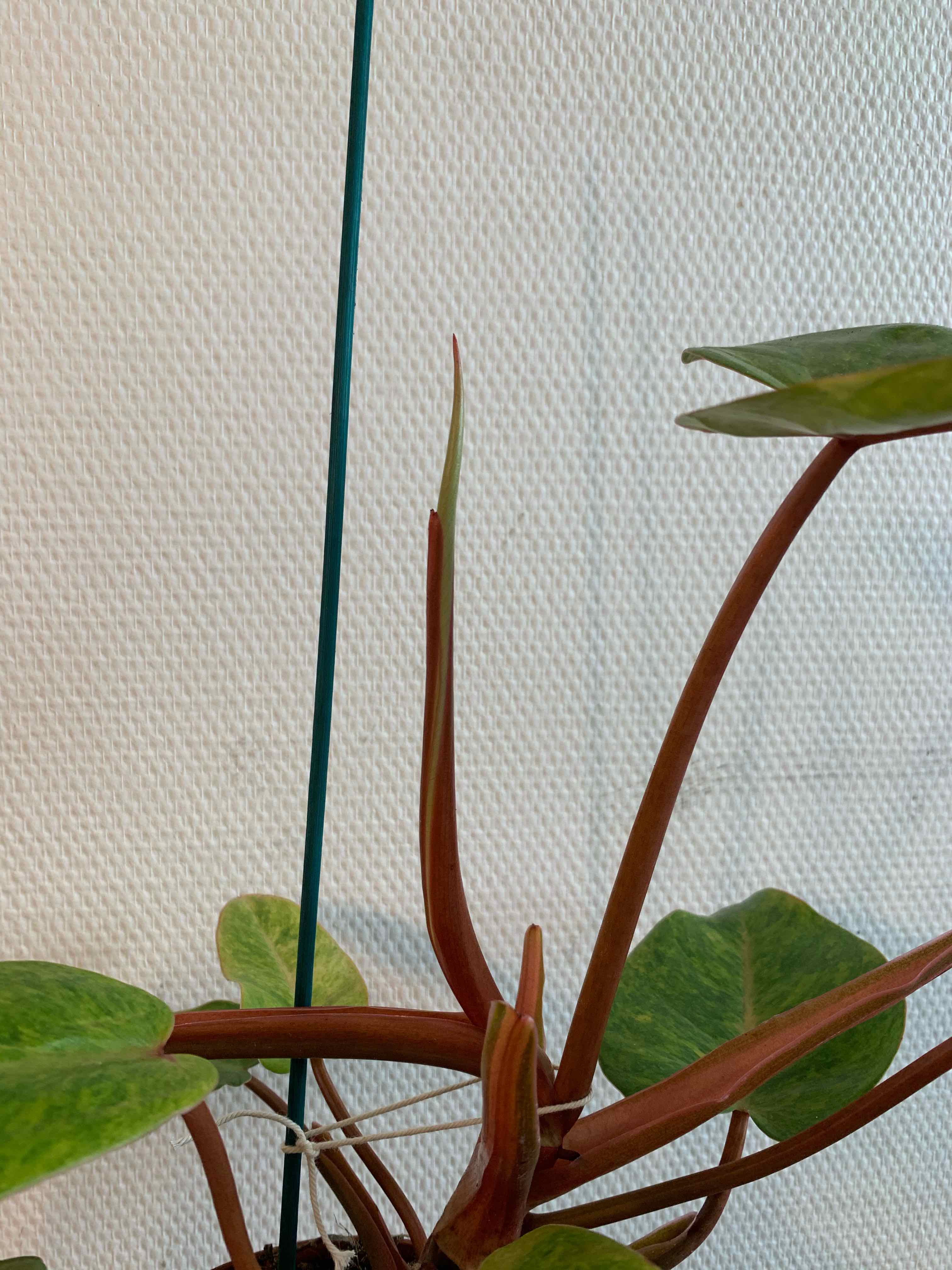 Philodendron 'Painted Lady' with healthy green leaves and new growth.