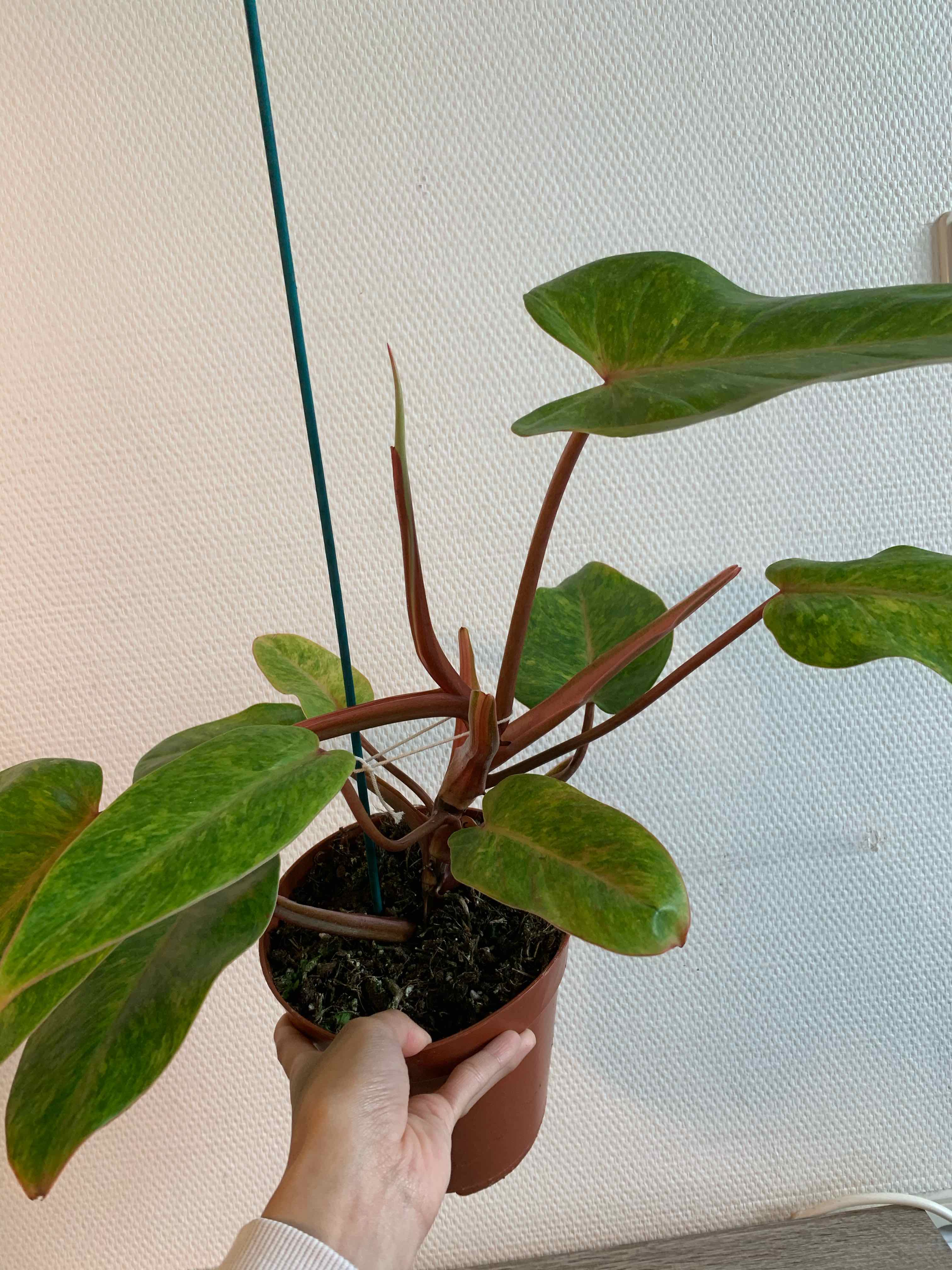 Philodendron 'Painted Lady' plant in a pot, held by a hand, with vibrant green leaves.