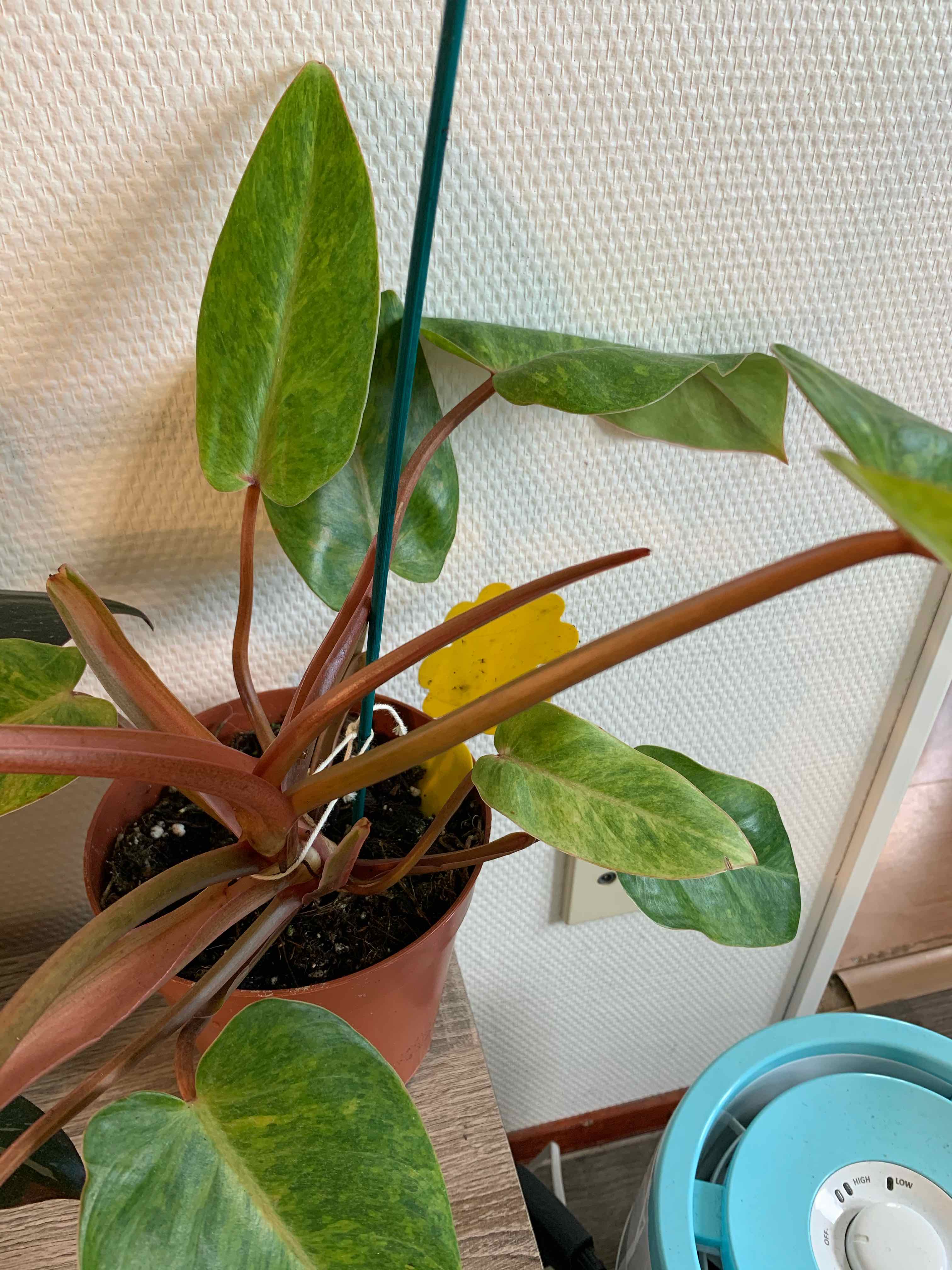 Philodendron 'Painted Lady' plant in a pot with visible soil, healthy green leaves, and no signs of disease.