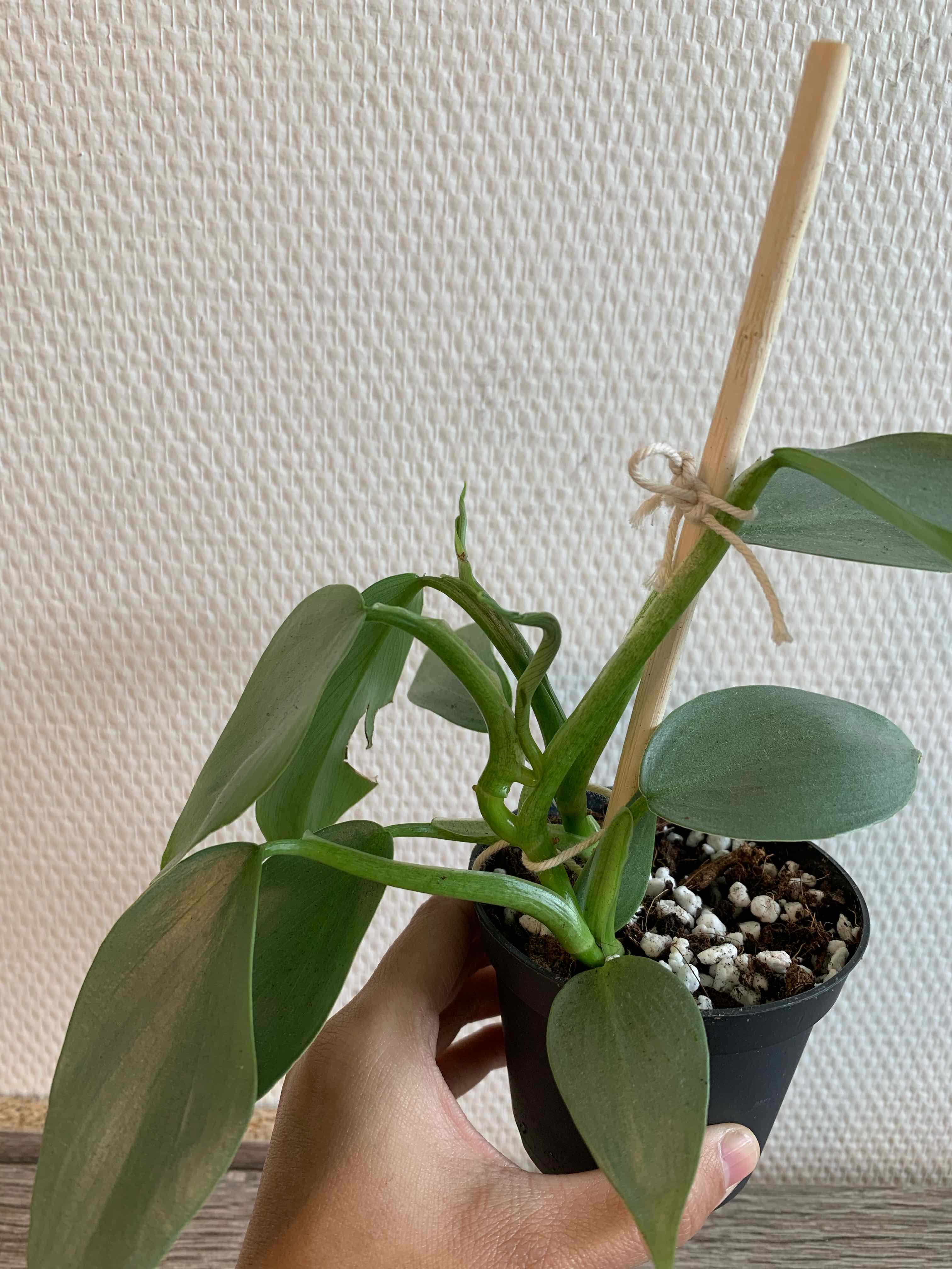 Silver Sword Philodendron plant in a small pot with visible soil, supported by a stick, and held by a hand.