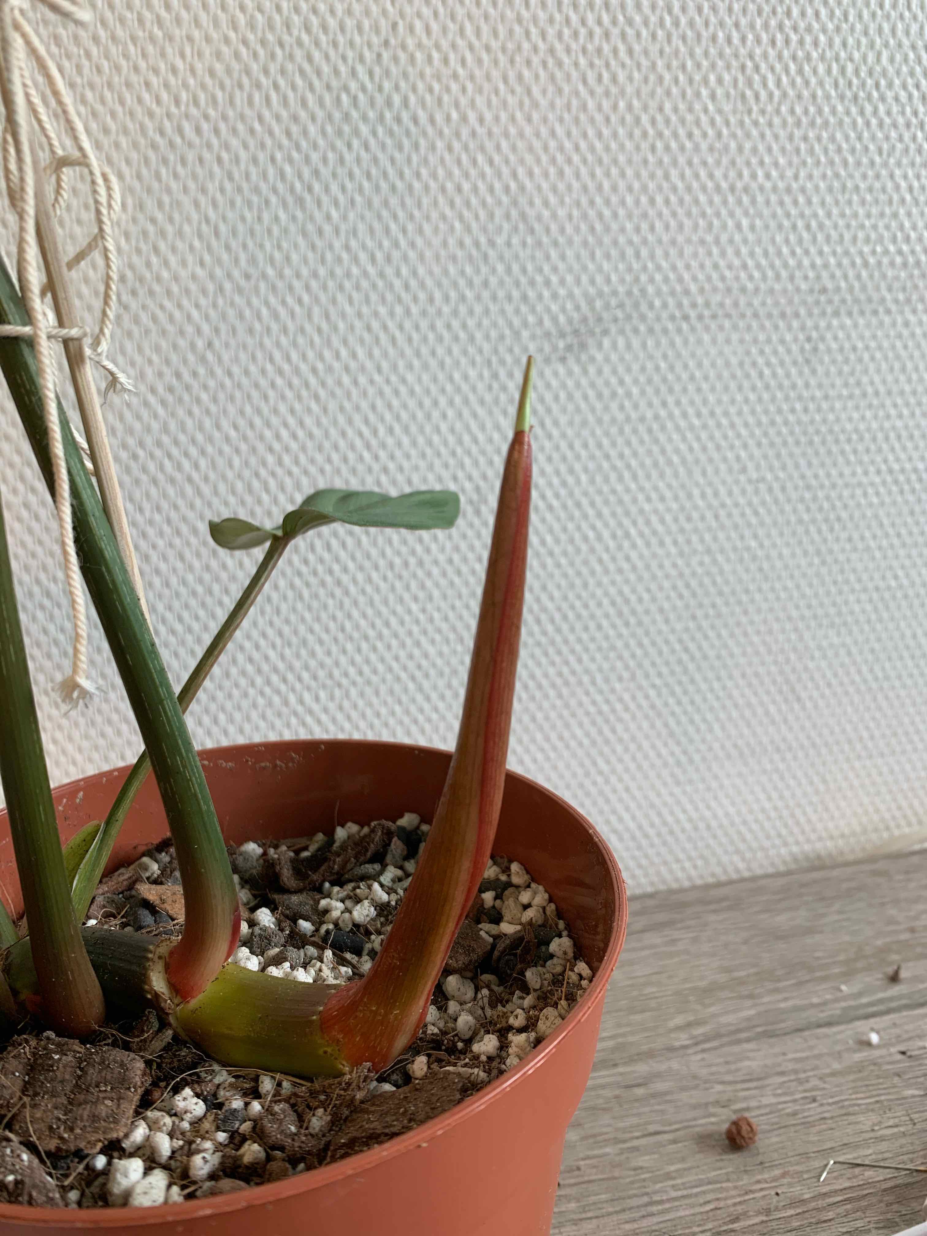 Philodendron gloriosum in a pot with visible soil and a new leaf emerging.
