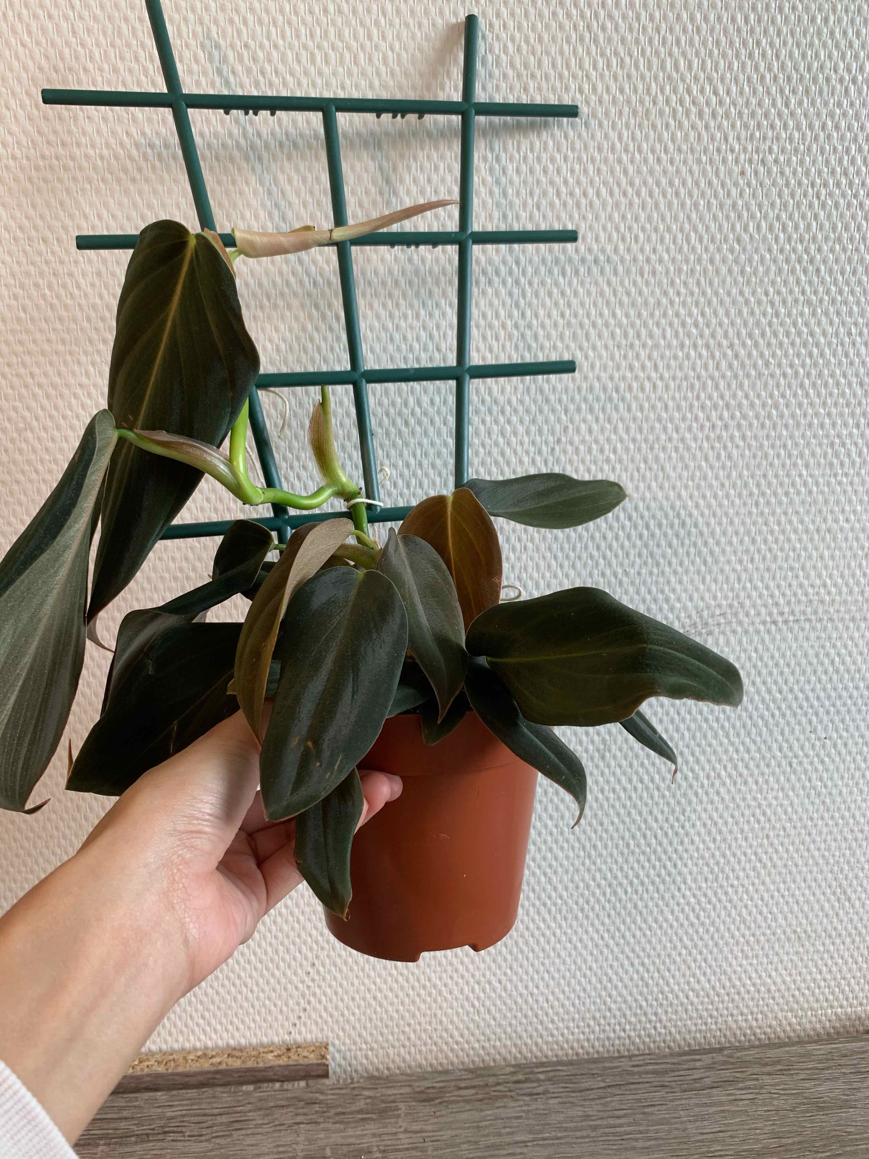 Philodendron gigas plant in a pot with a green trellis, held by a hand.