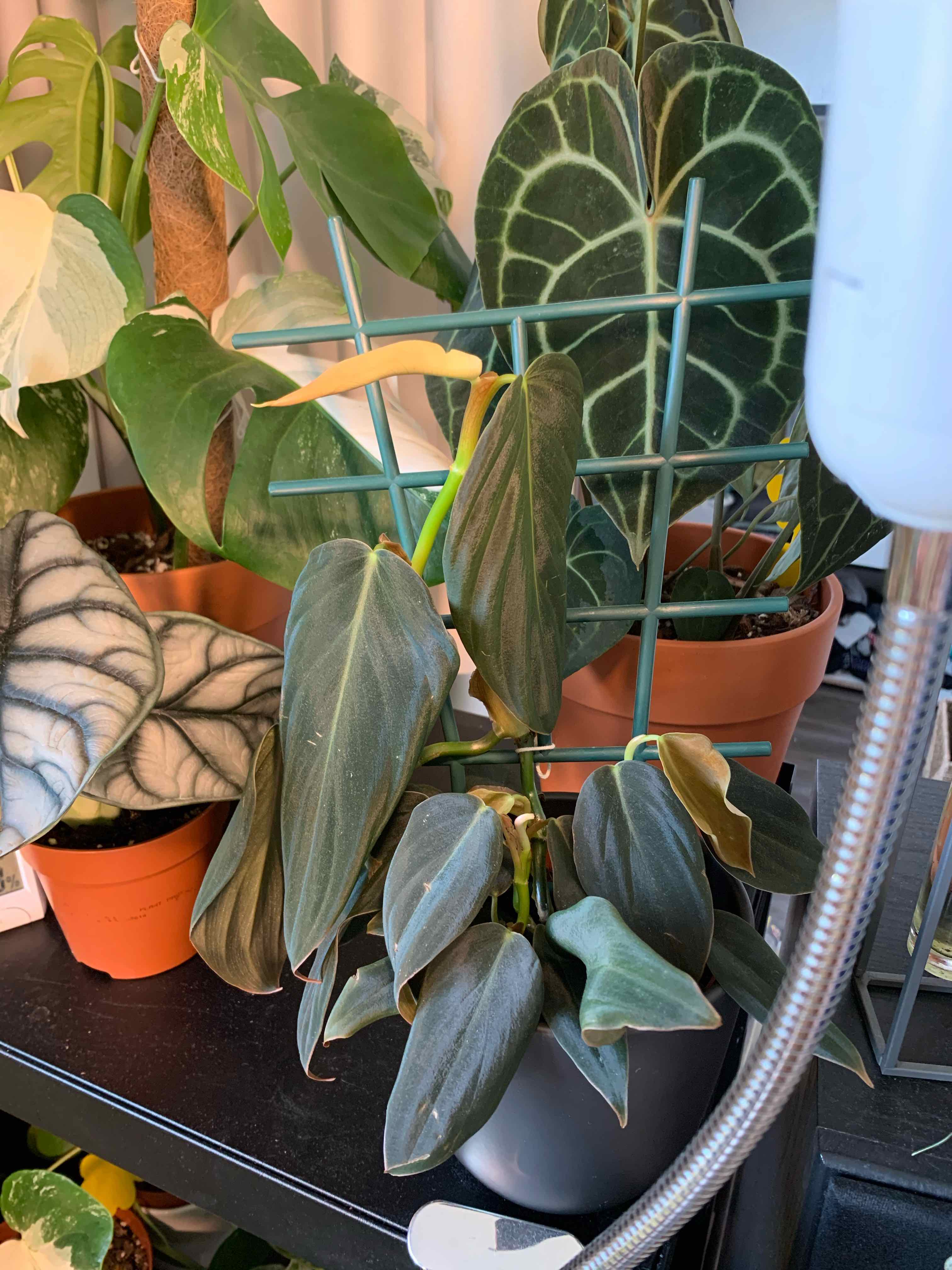 Philodendron gigas plant with yellowing and browning leaves, potted on a shelf with other plants.