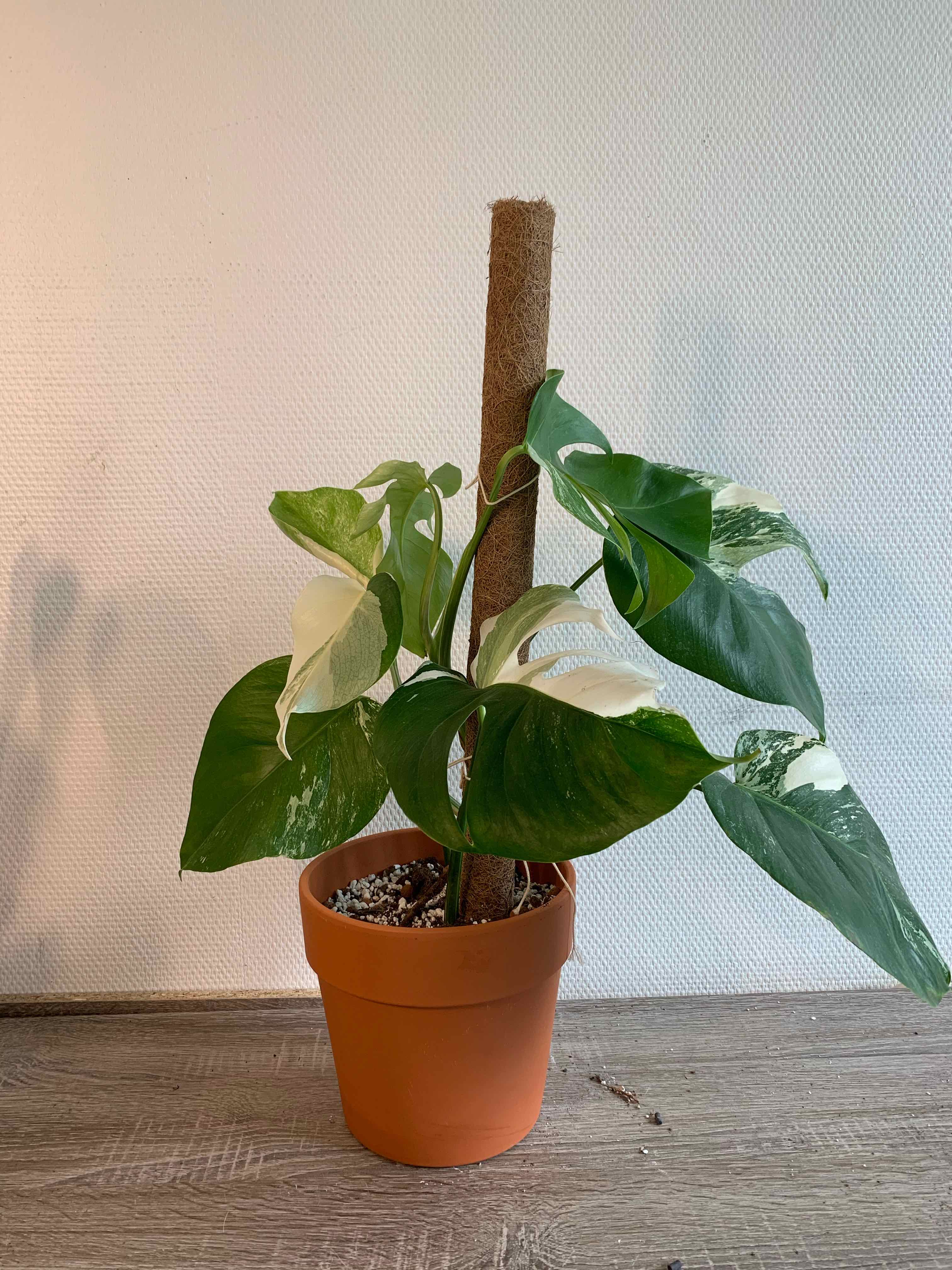 Variegated Monstera plant in a terracotta pot with visible soil and a support stake.