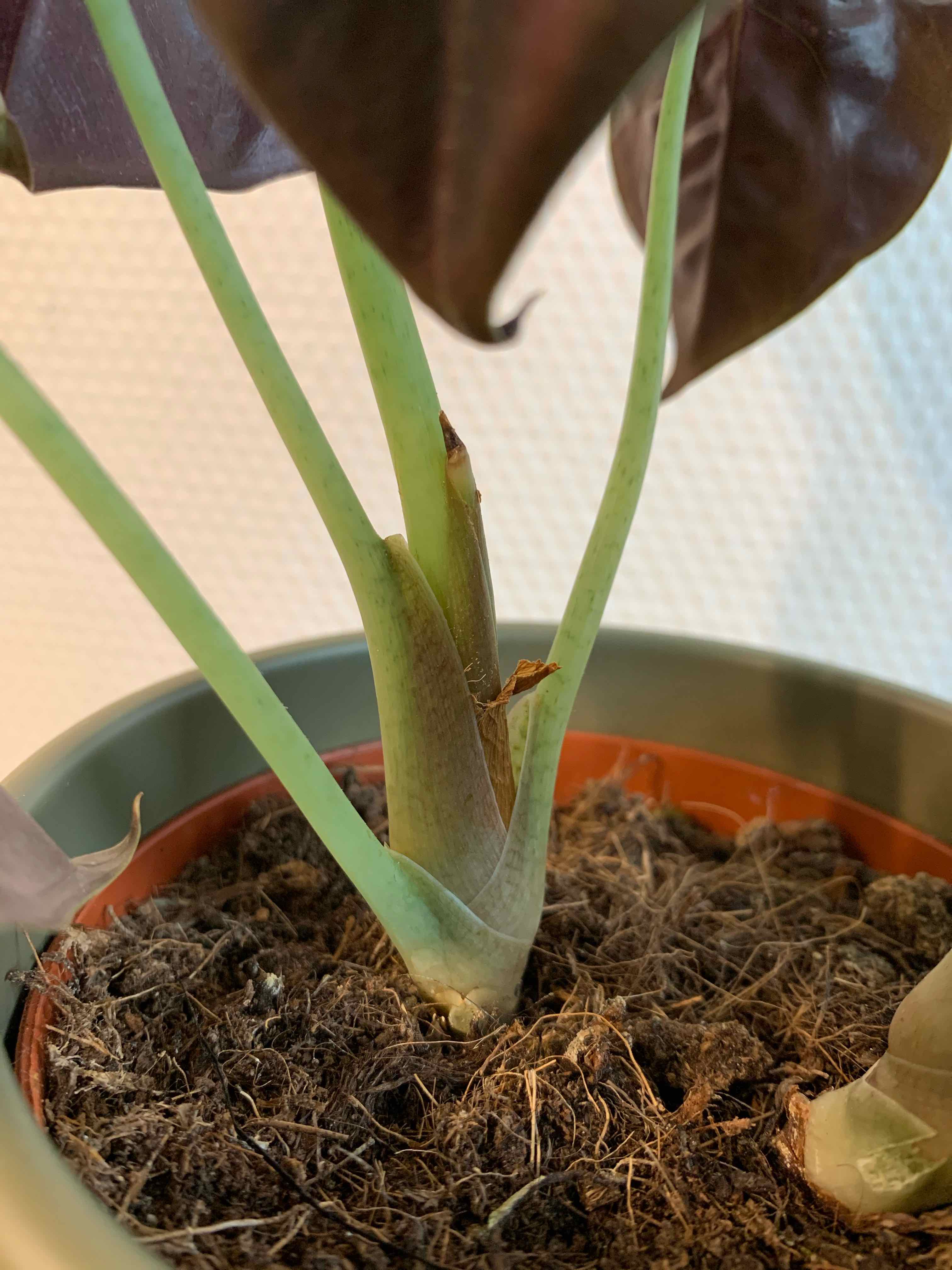 Close-up of an Alocasia ‘Red Secret’ plant with visible soil in a pot.