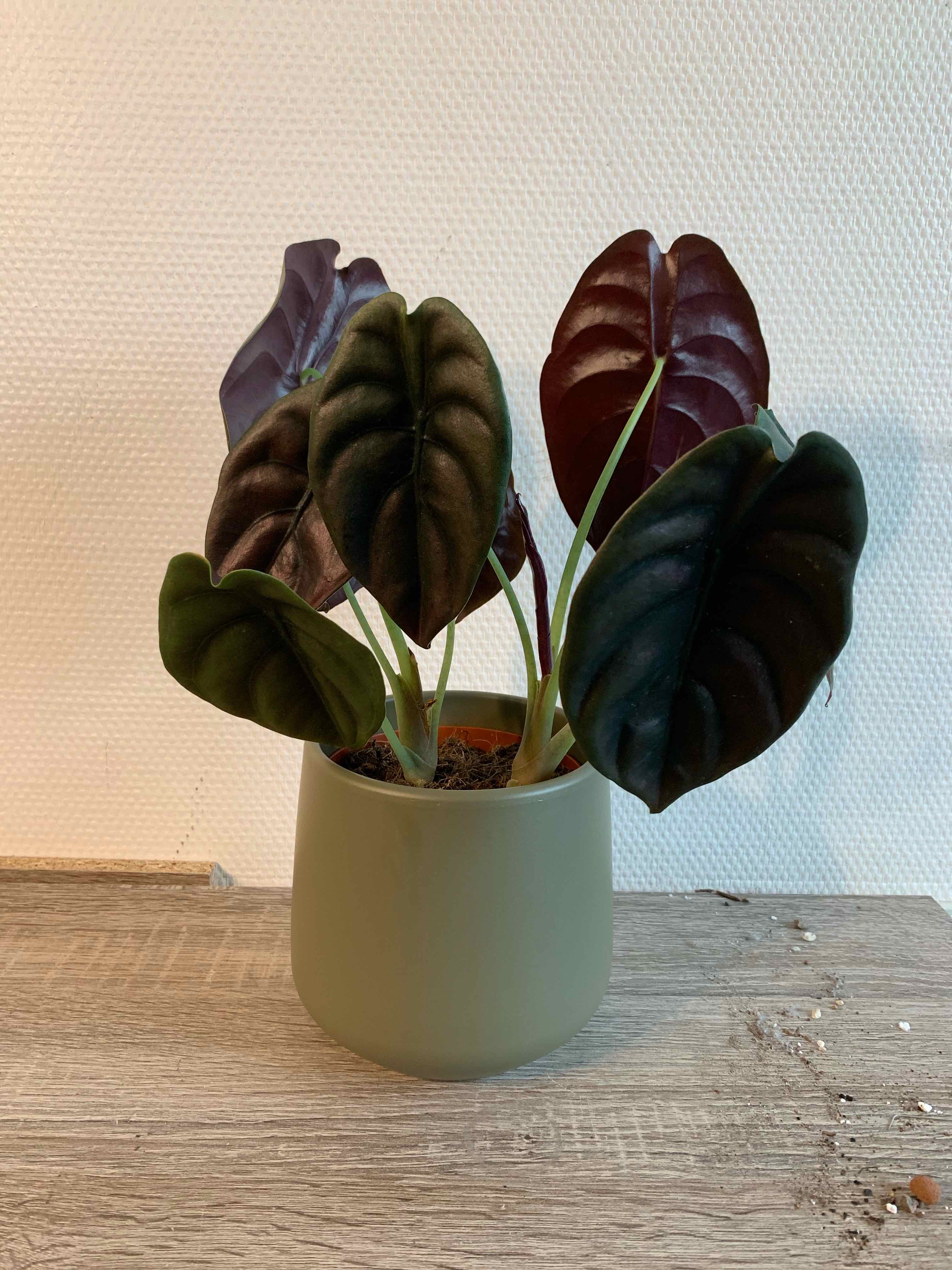 Alocasia ‘Red Secret’ plant in a pot with healthy dark green and reddish leaves.
