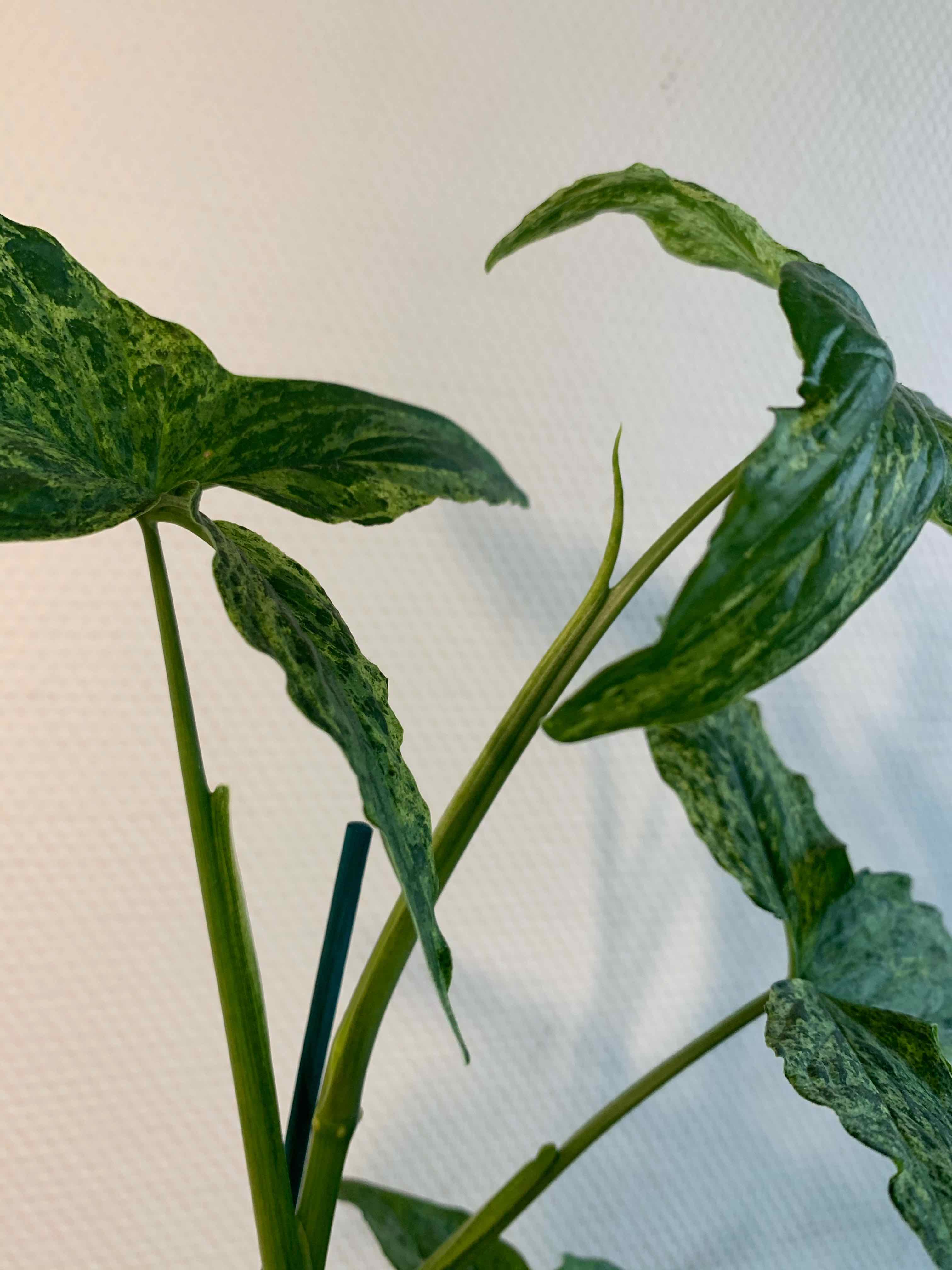 Syngonium podophyllum 'Mojito' plant with variegated green leaves, healthy and upright.