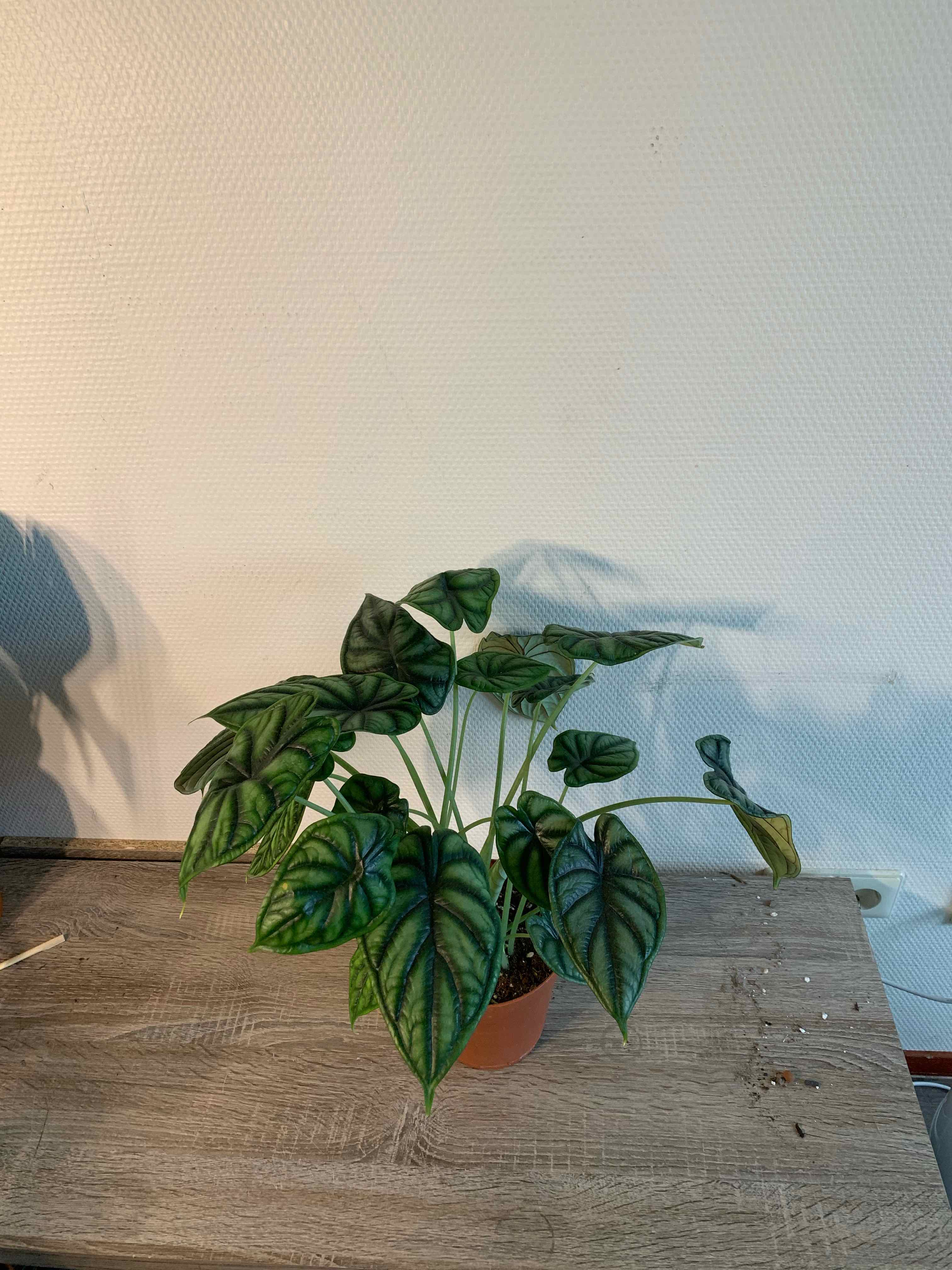 Alocasia 'Dragon Scale' plant in a pot on a wooden surface with one leaf showing yellowing and browning.