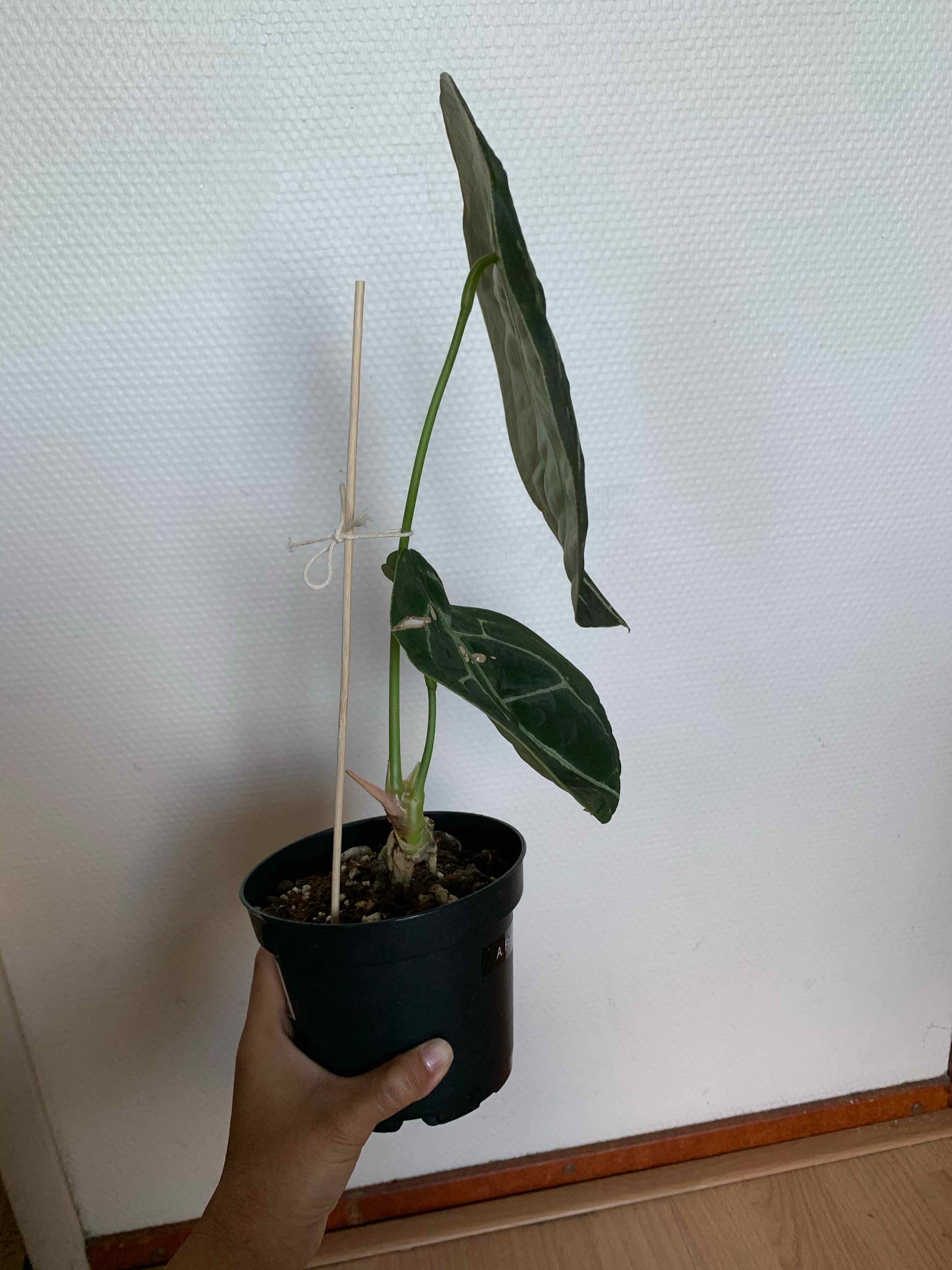Anthurium forgetii plant in a pot, held by a hand, with a support stick.