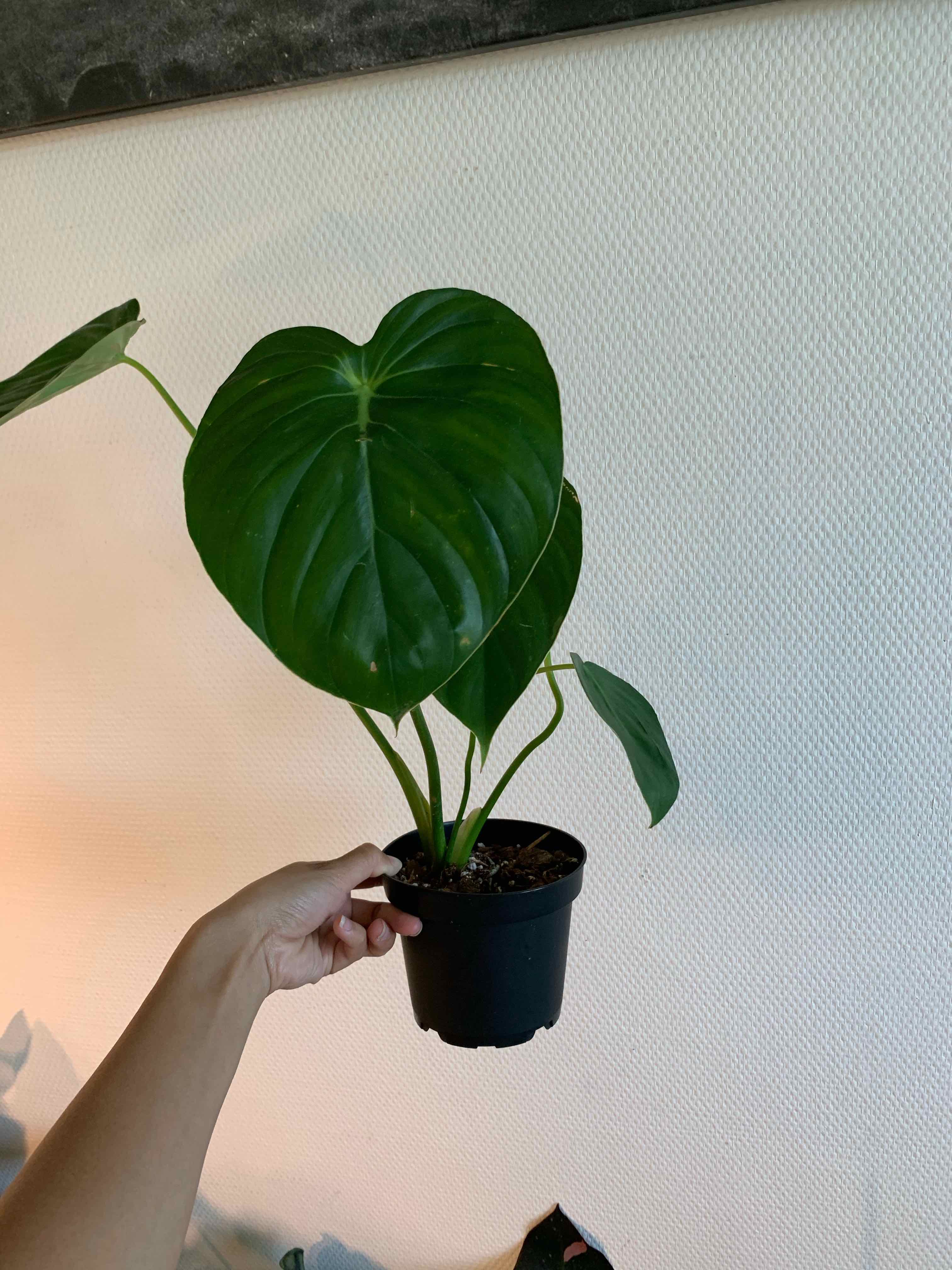 Philodendron Pastazanum plant in a black pot held by a hand, with vibrant green leaves.