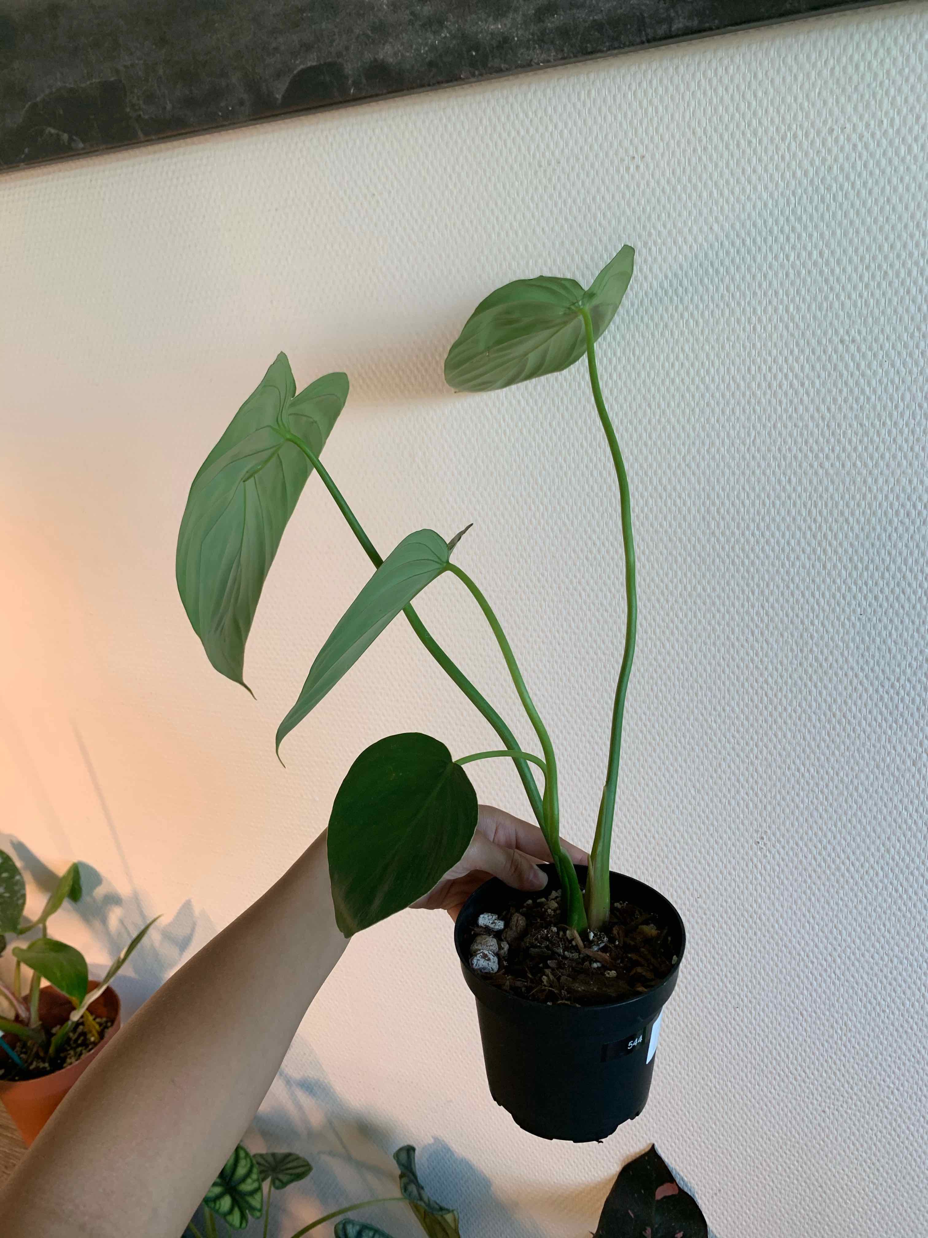 Philodendron Pastazanum plant in a pot held by a hand, with green leaves and no visible signs of disease.