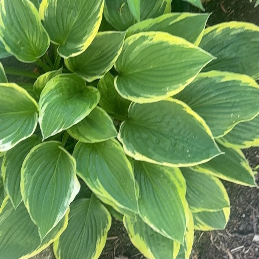 Photo of the plant species Hosta by @FancyKoreanfir named Muhammad Ali on Greg, the plant care app