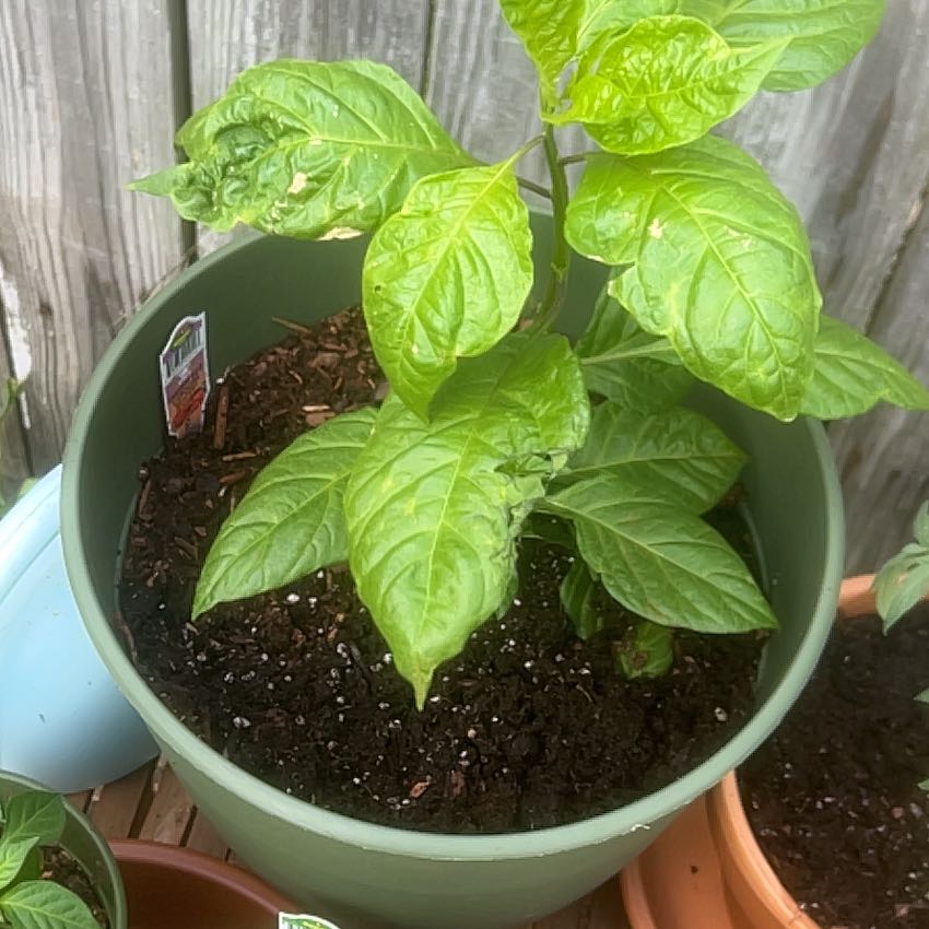 Potted Carolina Reaper plant with green leaves and visible soil.