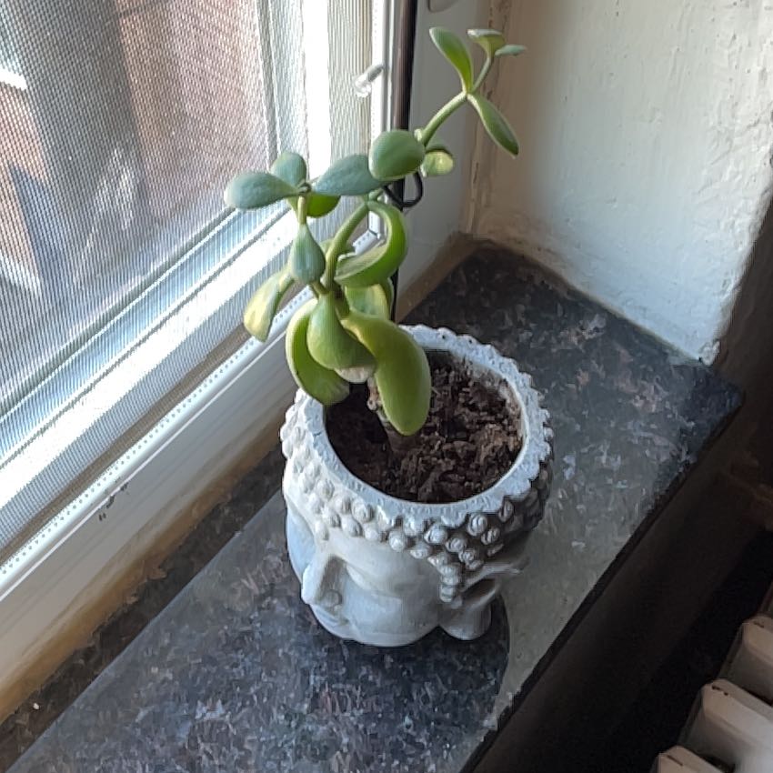 Photo of the plant species Jade by @ZanyPigeonwood named Drake on Greg, the plant care app