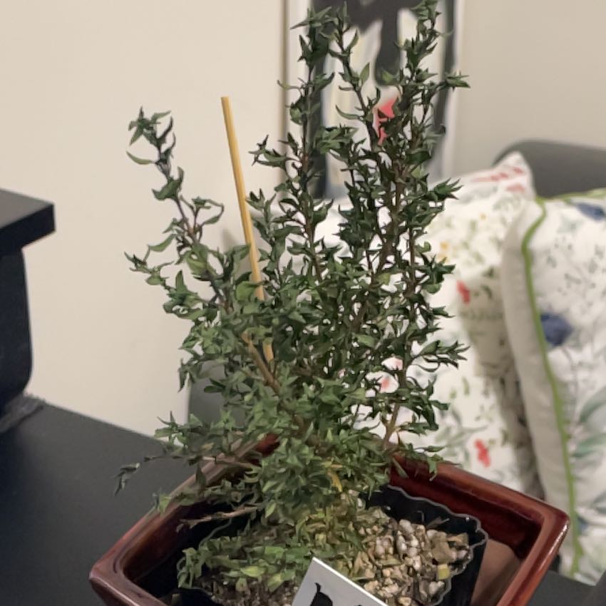 Photo of the plant species Kyoto Serissa by @NiftyThujopsis named Navajo on Greg, the plant care app