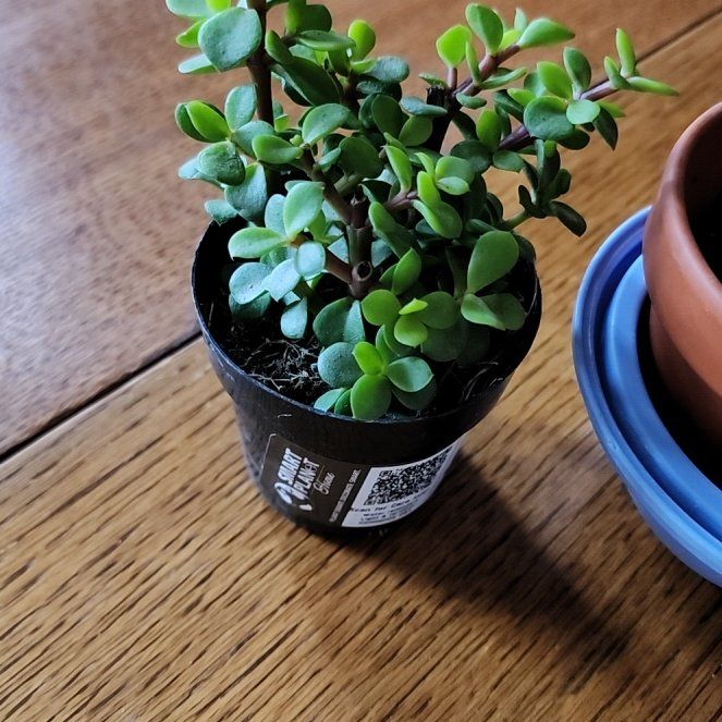 Photo of the plant species Portulacaria afra var. minima 'Lilliput' by @herbalfaerie777 named Athena on Greg, the plant care app