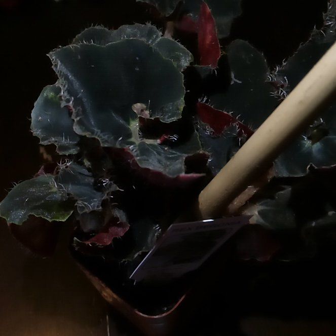 Photo of the plant species Rex Begonia by @QuietButtonfern named Achilles on Greg, the plant care app