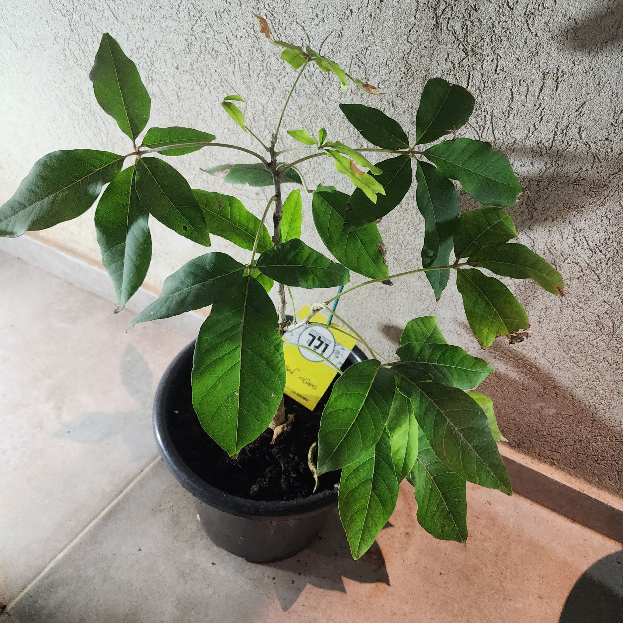 Photo of the plant species Casimiroa by @PoetBonnydoon named ספוטה לבנה on Greg, the plant care app