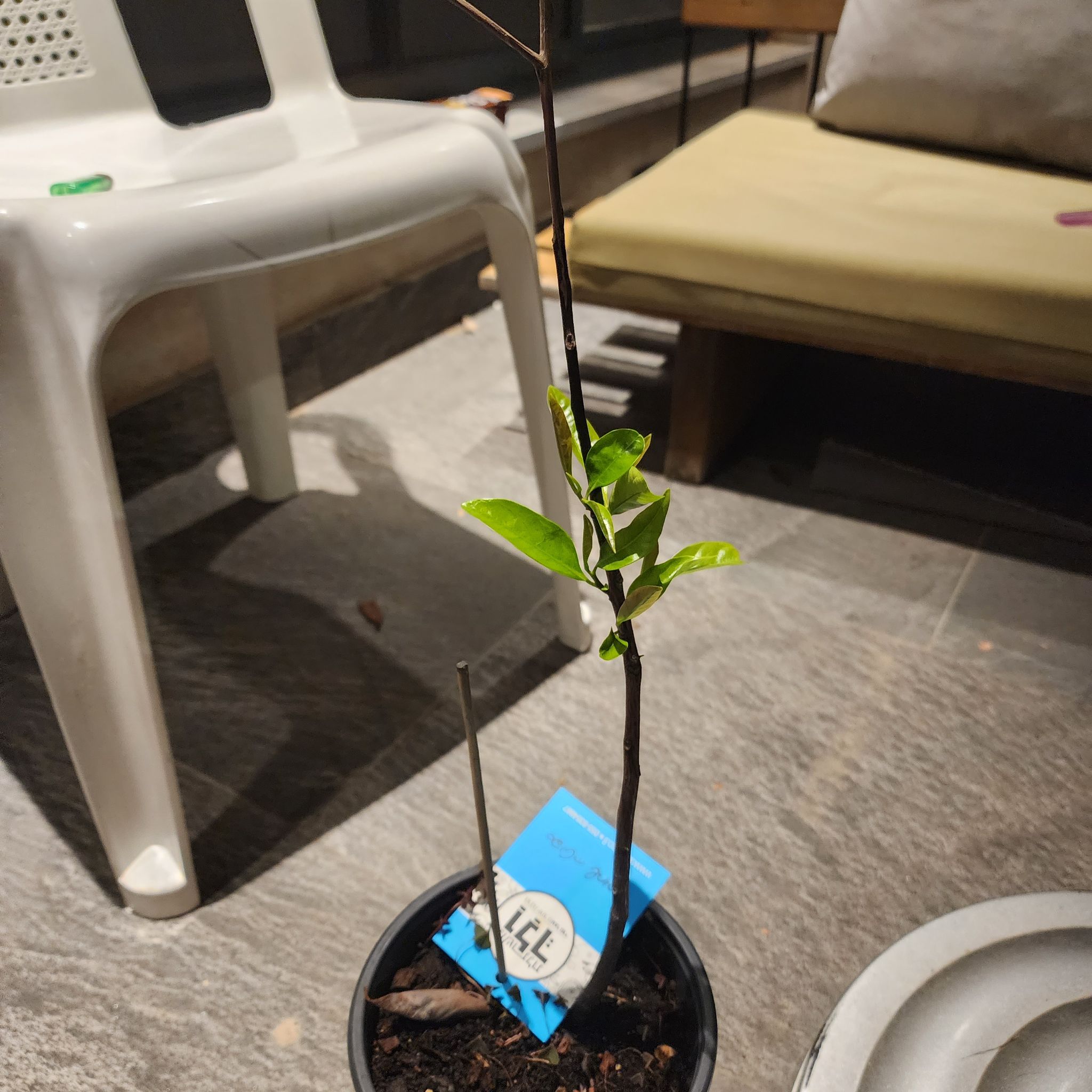 Photo of the plant species Black Sapote by @PoetBonnydoon named ספוטה שחורה on Greg, the plant care app