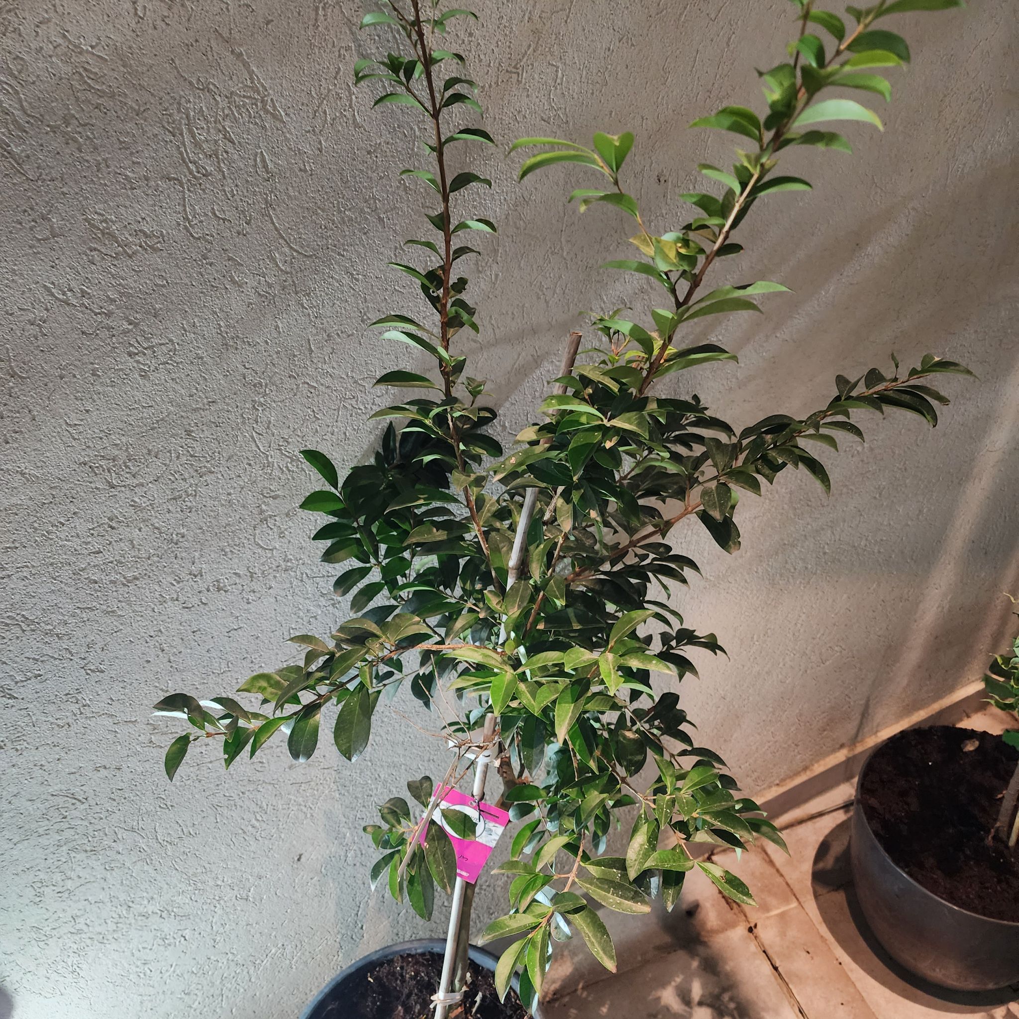Photo of the plant species Savanna Cherry by @PoetBonnydoon named דובדבן ריו גרנדה on Greg, the plant care app