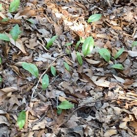 Photo of the plant species Amberbell by @GreatGerbera named Forrest on Greg, the plant care app