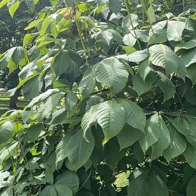Photo of the plant species Bottlebrush Buckeye by @GreatGerbera named Harry on Greg, the plant care app