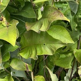 Photo of the plant species Cup Plant by @GreatGerbera named LiloStitch on Greg, the plant care app