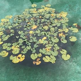 Photo of the plant species American White Waterlily by @GreatGerbera named Ronaldo on Greg, the plant care app