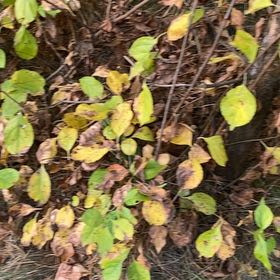 Photo of the plant species Asian Bittersweet by @GreatGerbera named James Dean on Greg, the plant care app