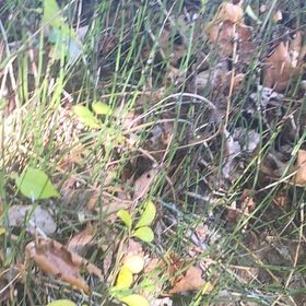 Photo of the plant species Delicate Horsetail by @GreatGerbera named Bieber on Greg, the plant care app
