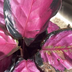 Photo of the plant species Prayer Plant by Deanna named Achilles on Greg, the plant care app