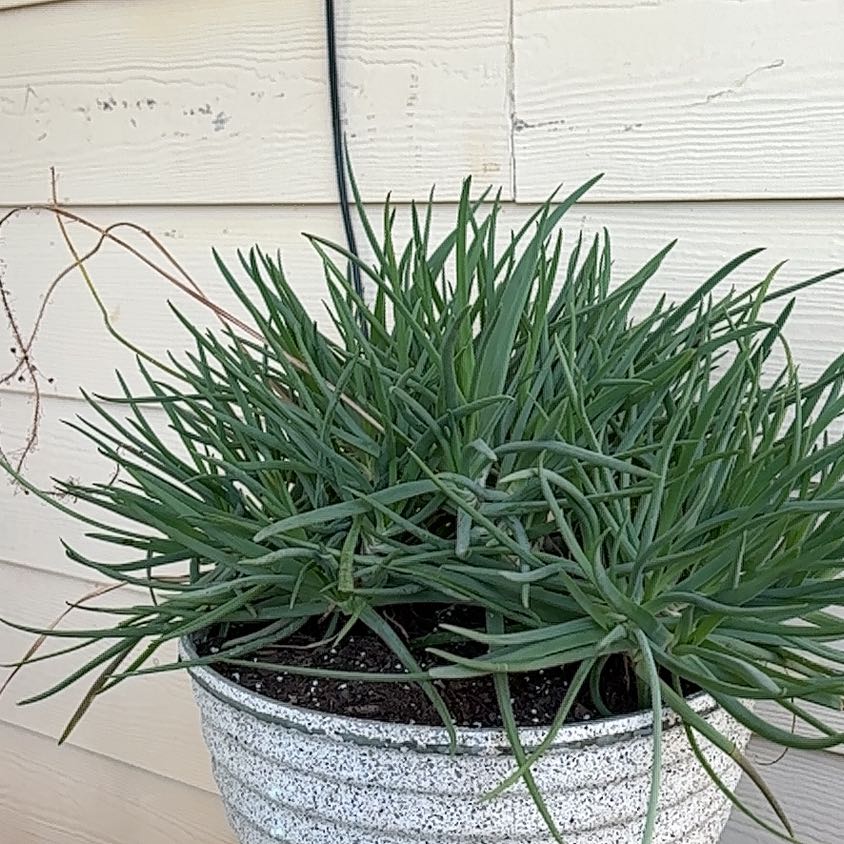 Potted Orange Bulbine plant with long, slender green leaves against a wooden wall.